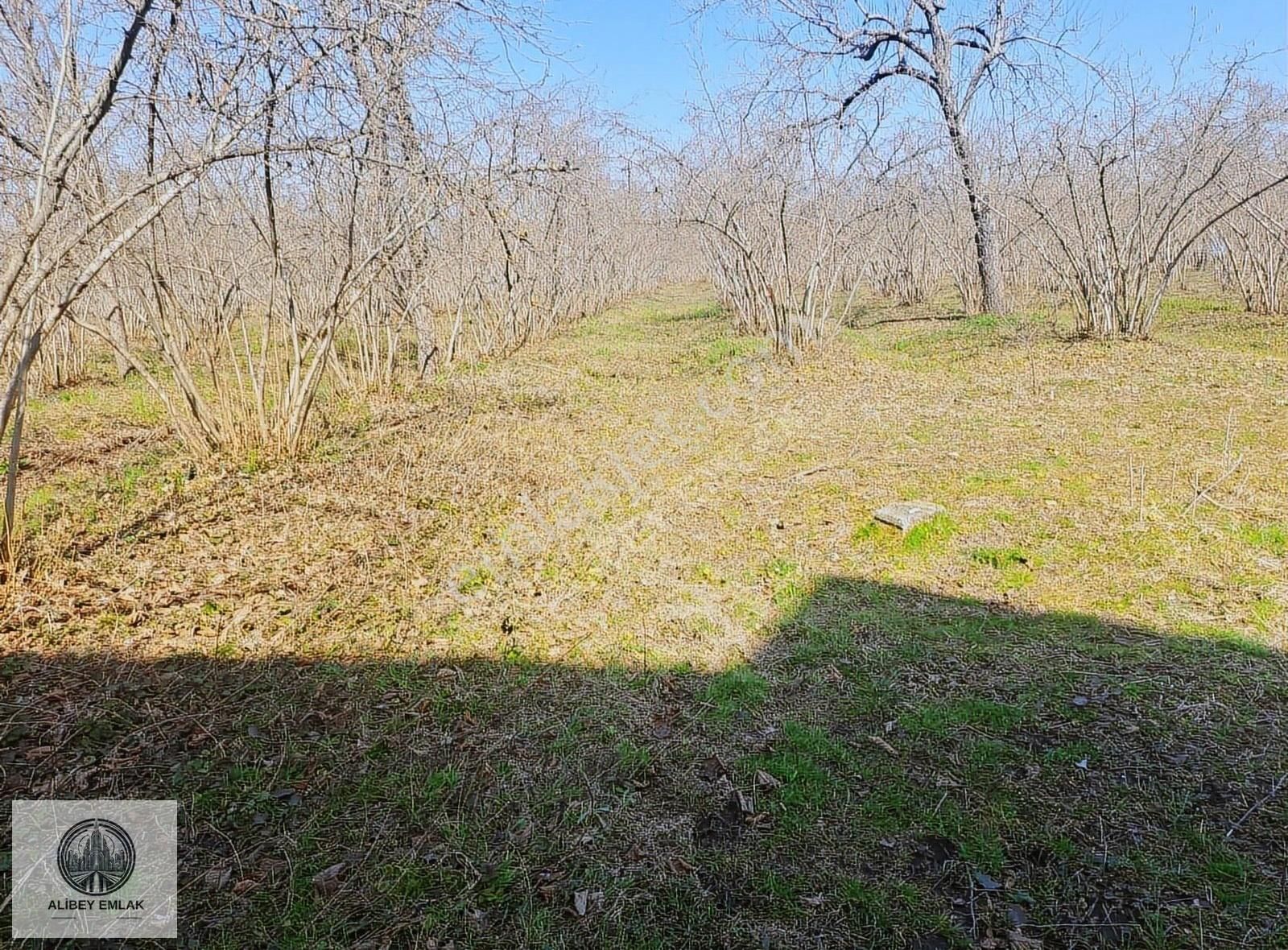 Alibey'den Termede Meraya Cephe 15 Dönüm İçinde Çiftlik Evi - Görsel 6