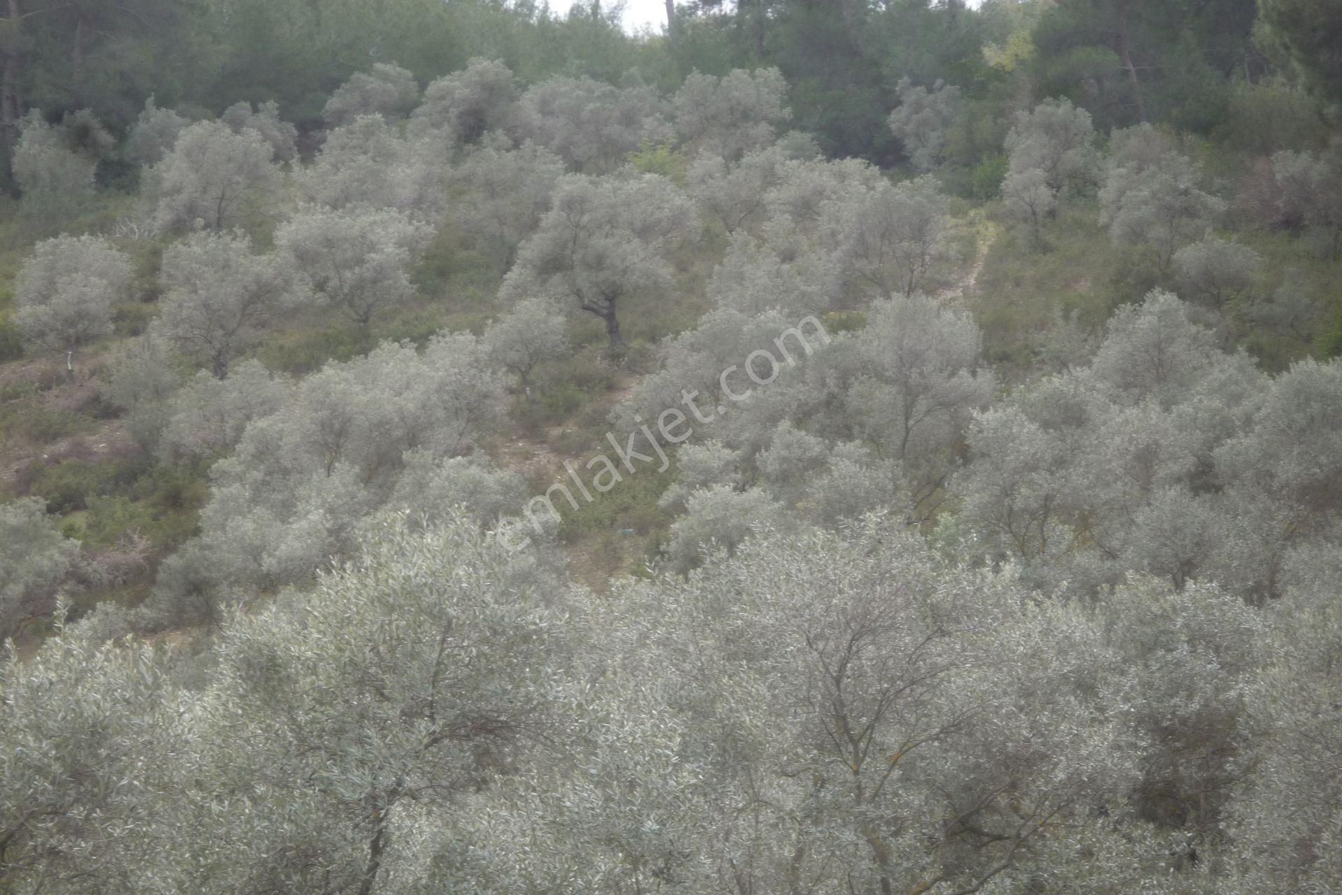 İzmir Torbalı Gold Emlaktan Satılık Zeytinlik - Görsel 4