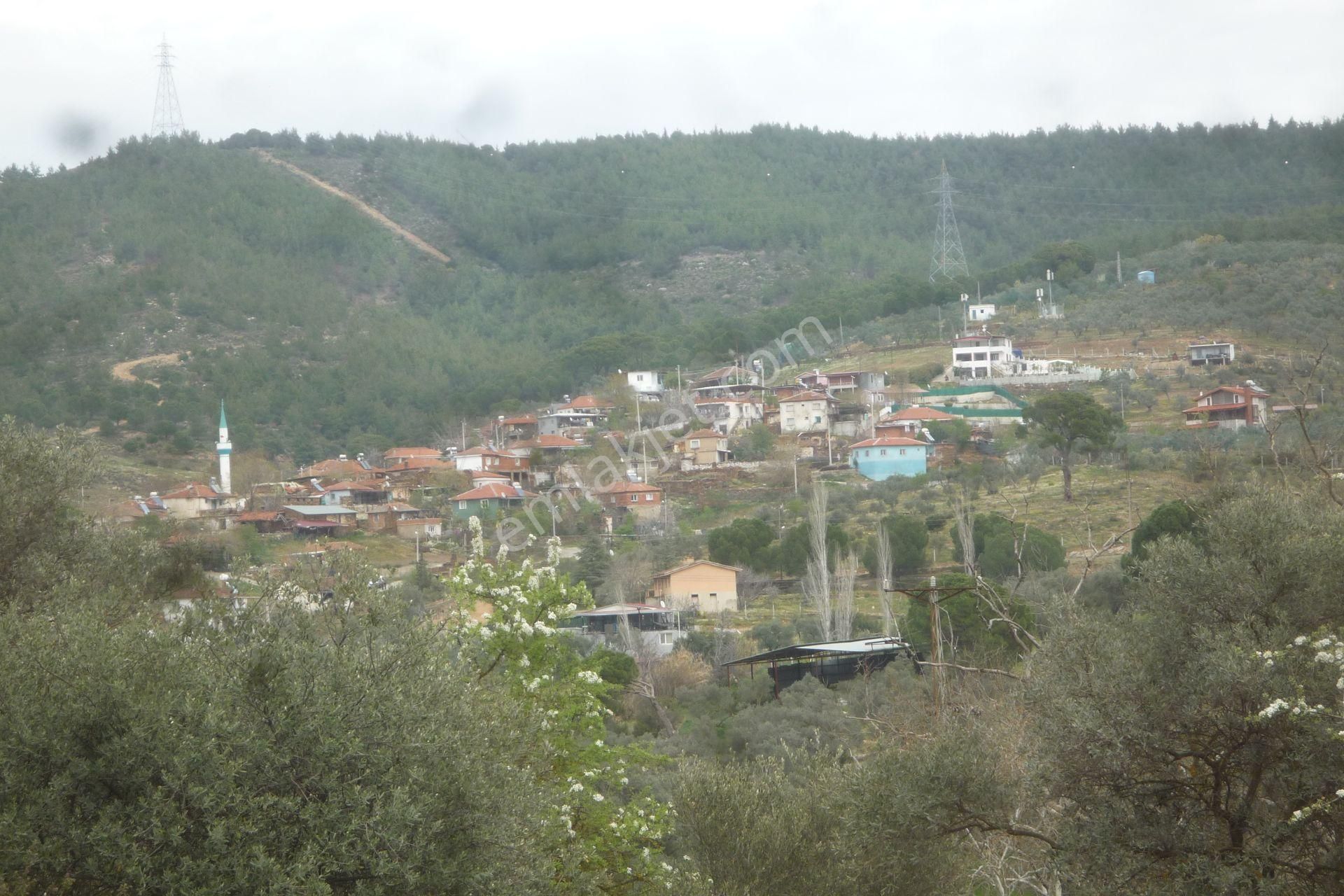 İzmir Torbalı Gold Emlaktan Satılık Zeytinlik - Görsel 6