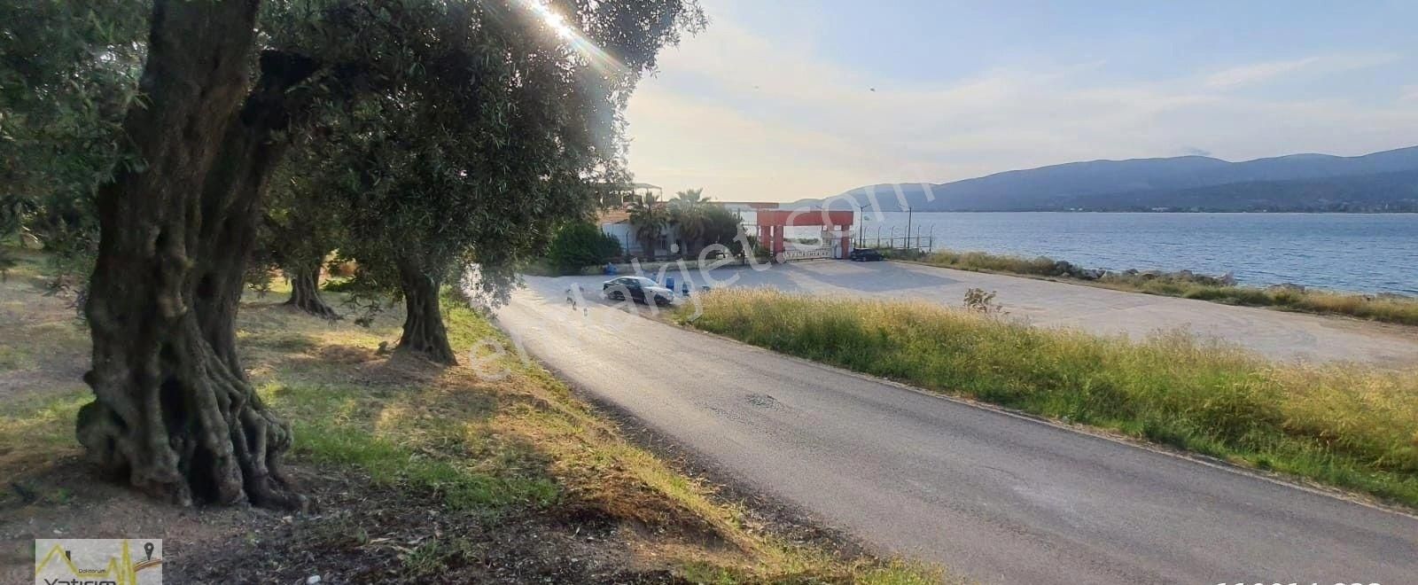 Bandırma Edincik Mahallesinde Denize Sıfır Tiny House Bungolov İçin Uygun Satılık Zeytinlik - Görsel 6