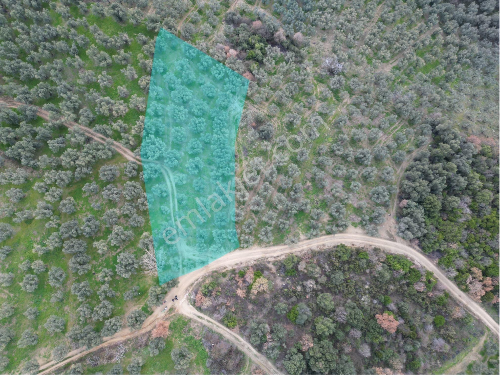 Kumla Konak Emlak”tan Satılık Zeytinlik - Görsel 2