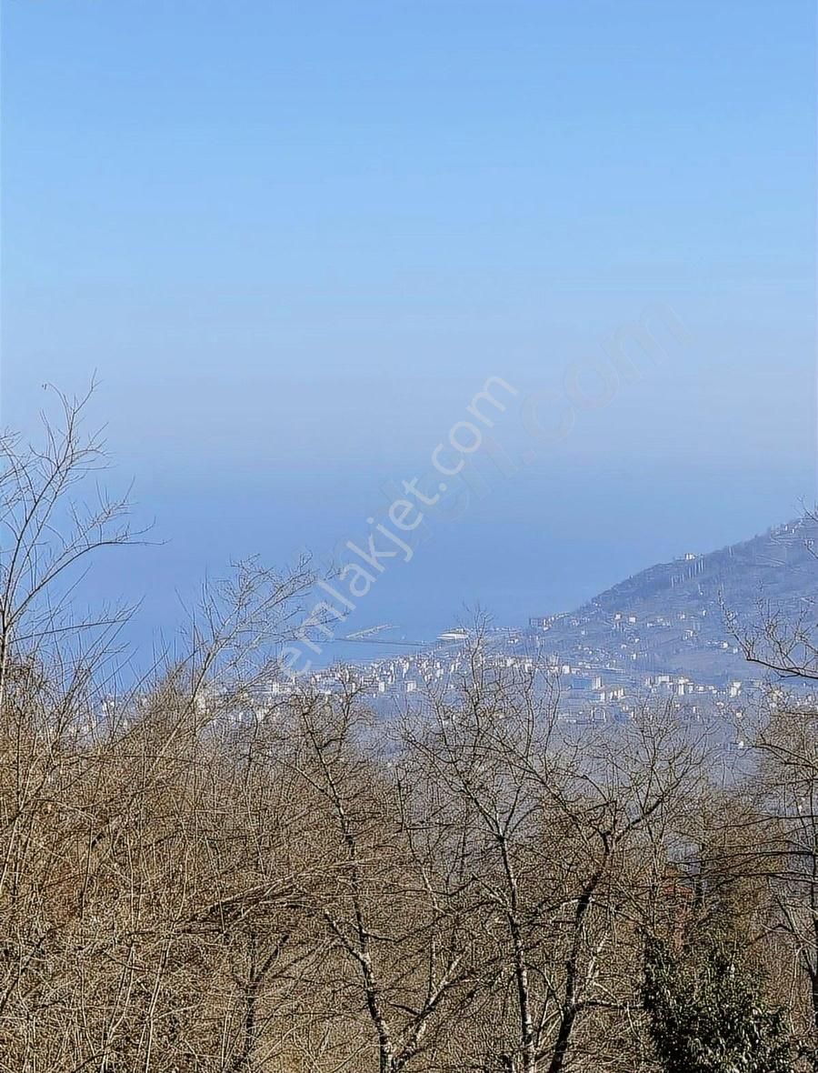 Ordu Perşembe Beylide 1650 M2 Deniz Manzaralı Bahçe - Görsel 26
