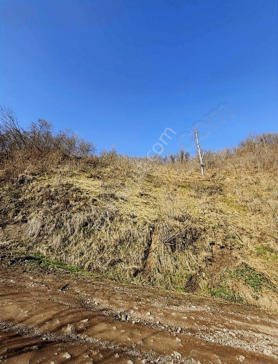Ordu Perşembe Beylide 1650 M2 Deniz Manzaralı Bahçe - Görsel 9