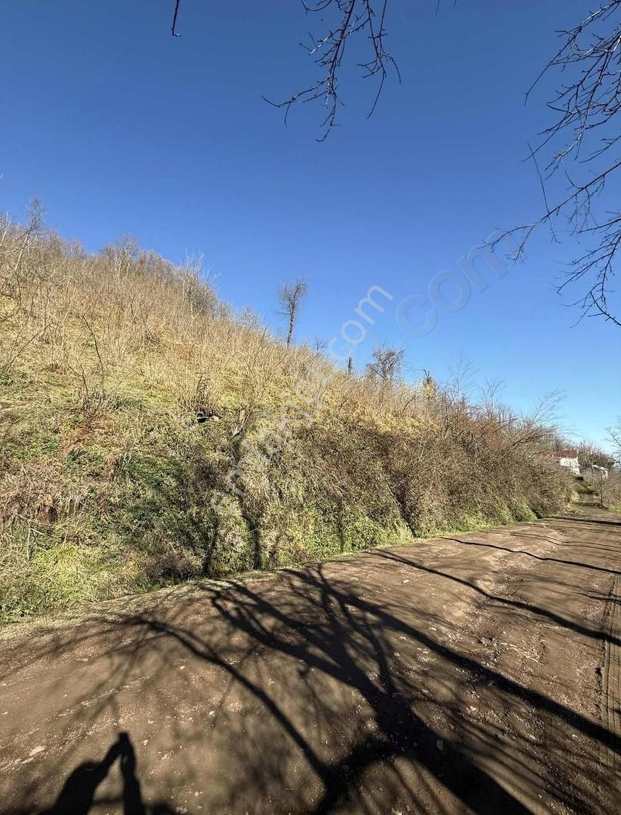 Ordu Perşembe Beylide 1650 M2 Deniz Manzaralı Bahçe - Görsel 17