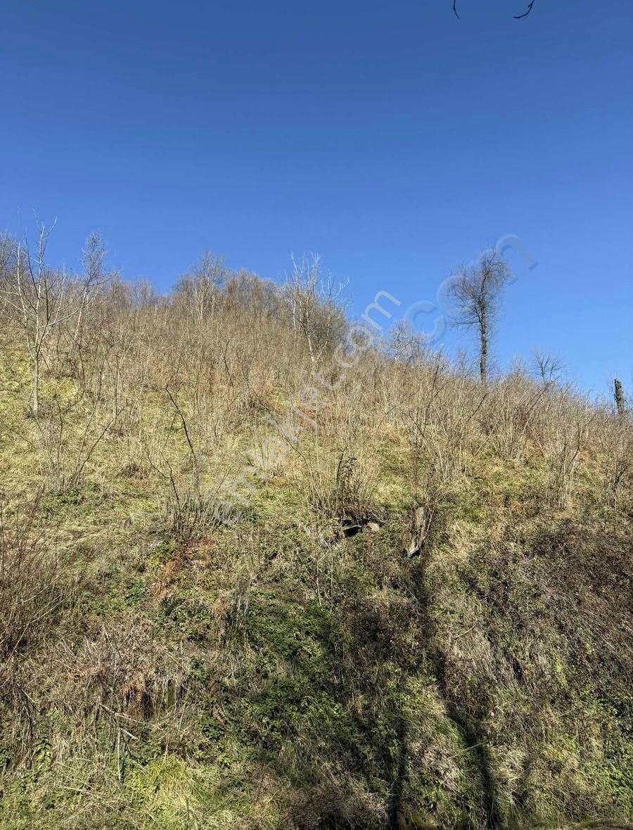 Ordu Perşembe Beylide 1650 M2 Deniz Manzaralı Bahçe - Görsel 7