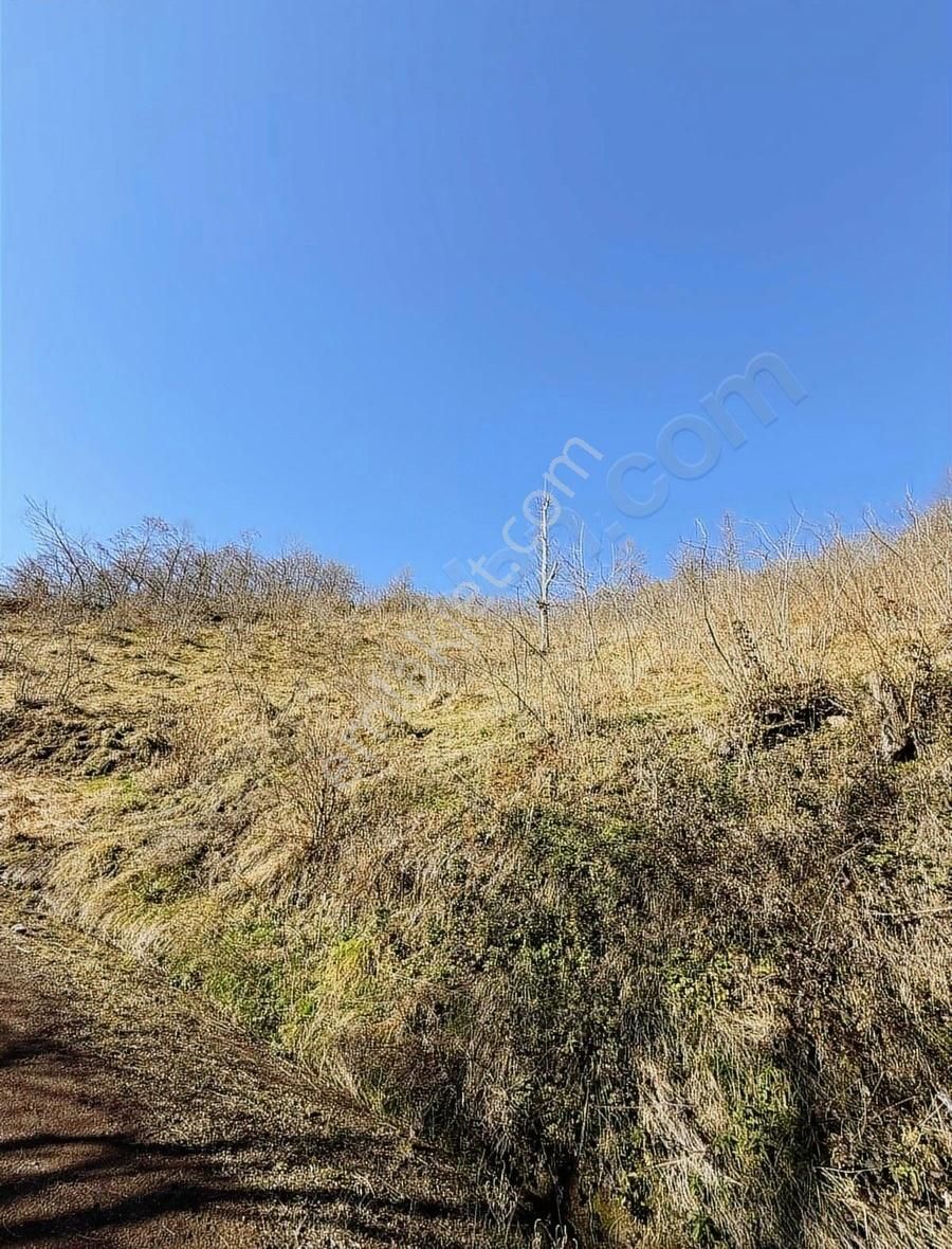 Ordu Perşembe Beylide 1650 M2 Deniz Manzaralı Bahçe - Görsel 31