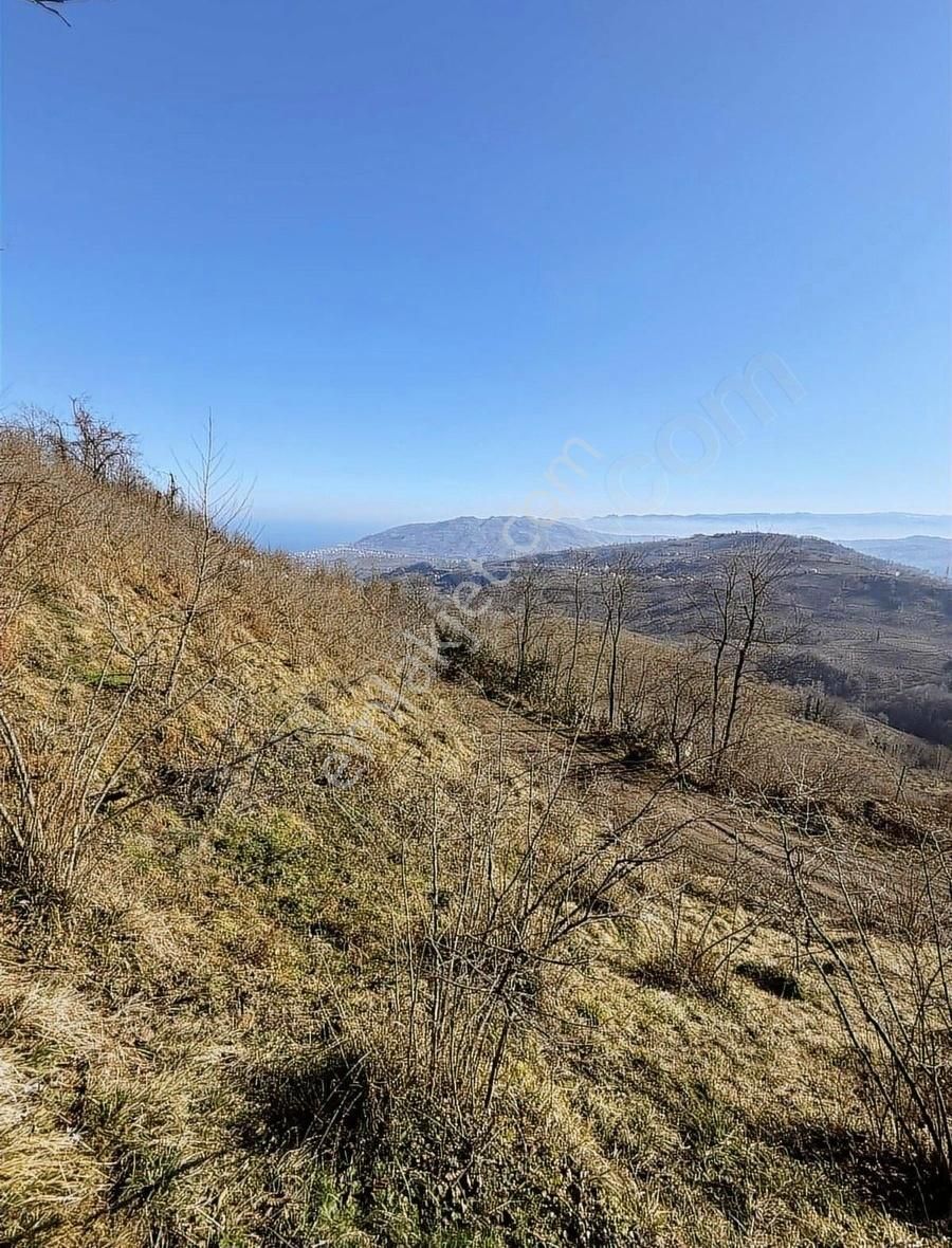 Ordu Perşembe Beylide 1650 M2 Deniz Manzaralı Bahçe - Görsel 29
