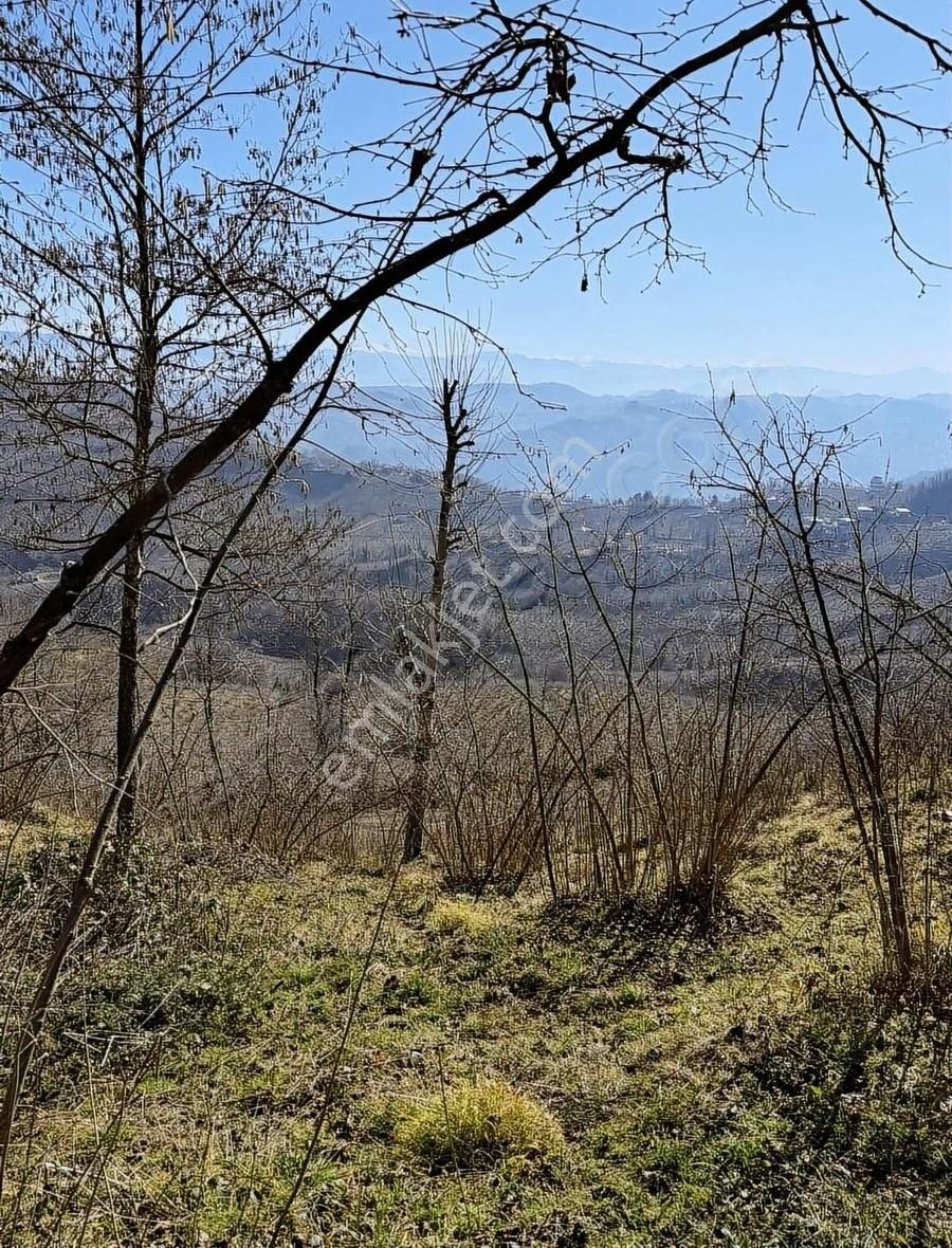 Ordu Perşembe Beylide 1650 M2 Deniz Manzaralı Bahçe - Görsel 21