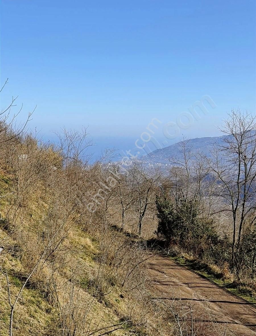 Ordu Perşembe Beylide 1650 M2 Deniz Manzaralı Bahçe - Görsel 12