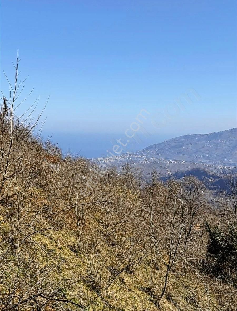 Ordu Perşembe Beylide 1650 M2 Deniz Manzaralı Bahçe - Görsel 8