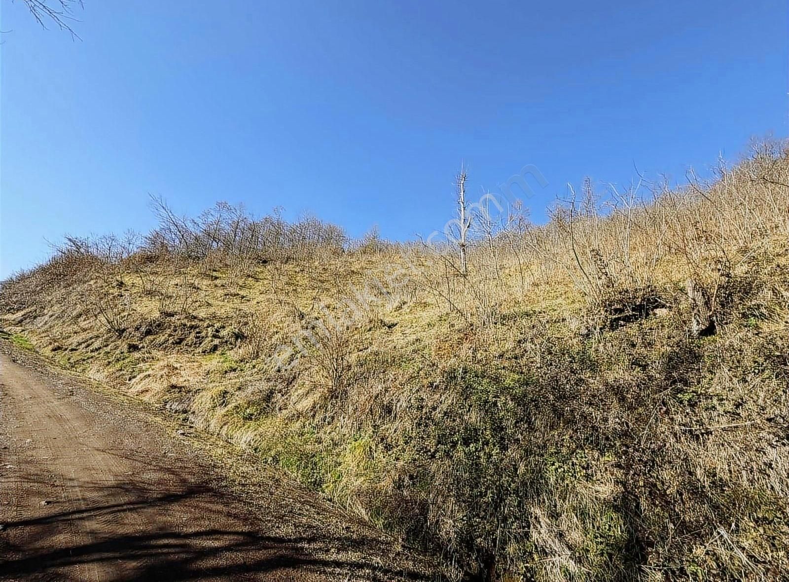 Ordu Perşembe Beylide 1650 M2 Deniz Manzaralı Bahçe - Görsel 11