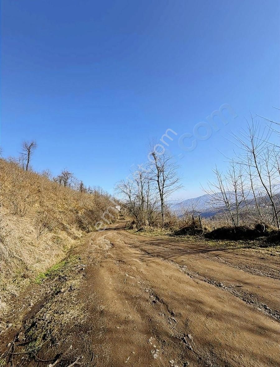Ordu Perşembe Beylide 1650 M2 Deniz Manzaralı Bahçe - Görsel 16