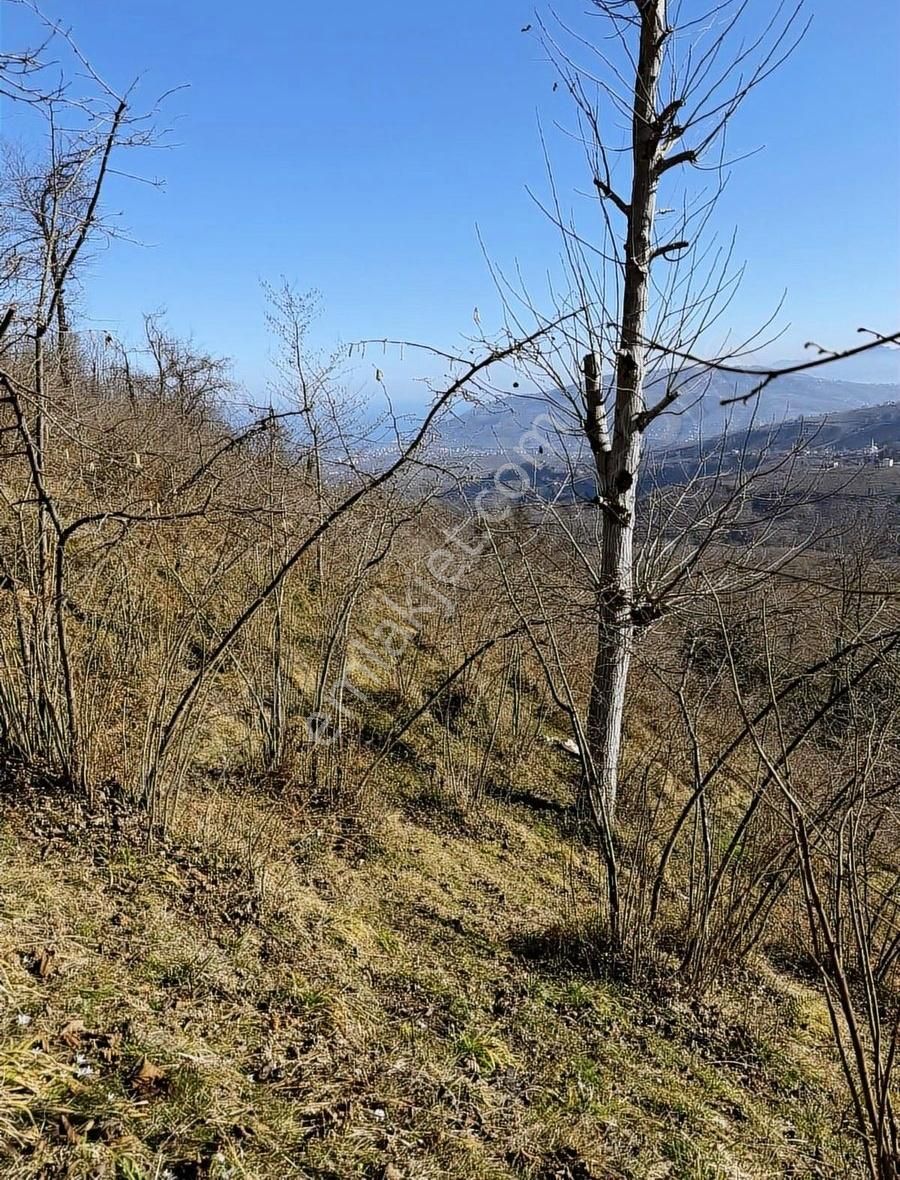 Ordu Perşembe Beylide 1650 M2 Deniz Manzaralı Bahçe - Görsel 19