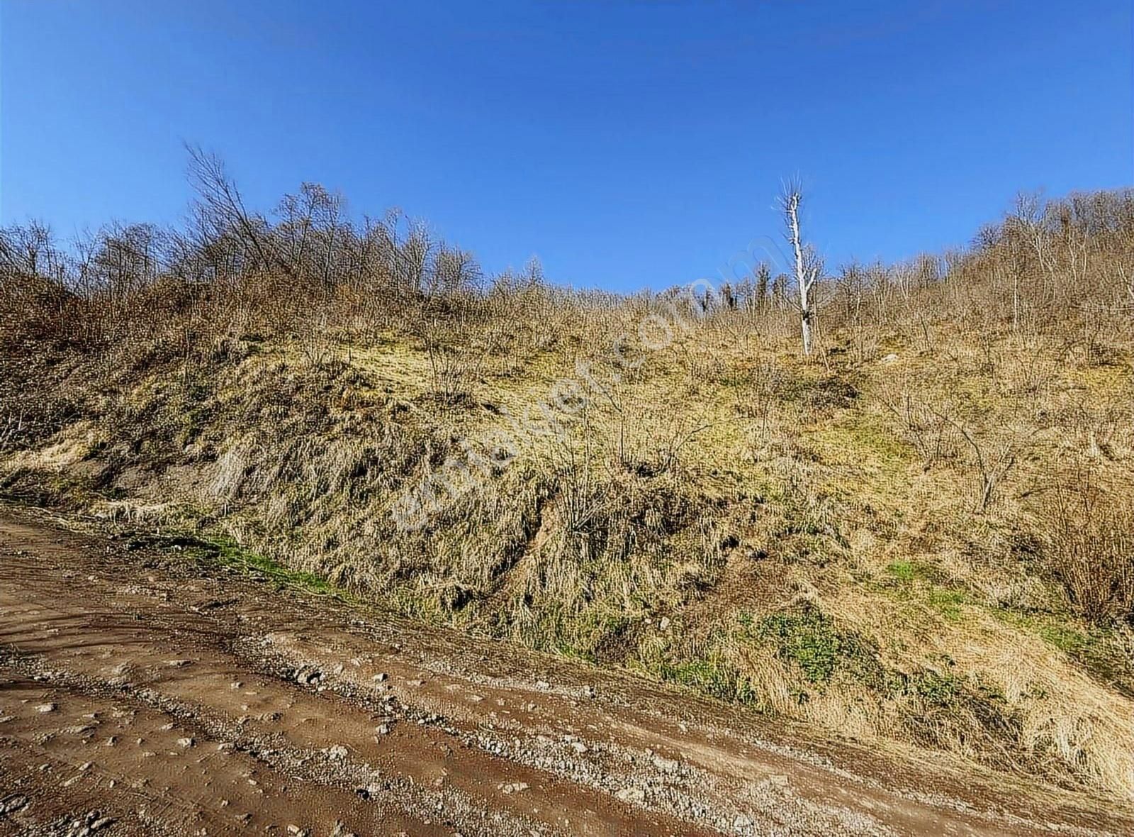 Ordu Perşembe Beylide 1650 M2 Deniz Manzaralı Bahçe - Görsel 32