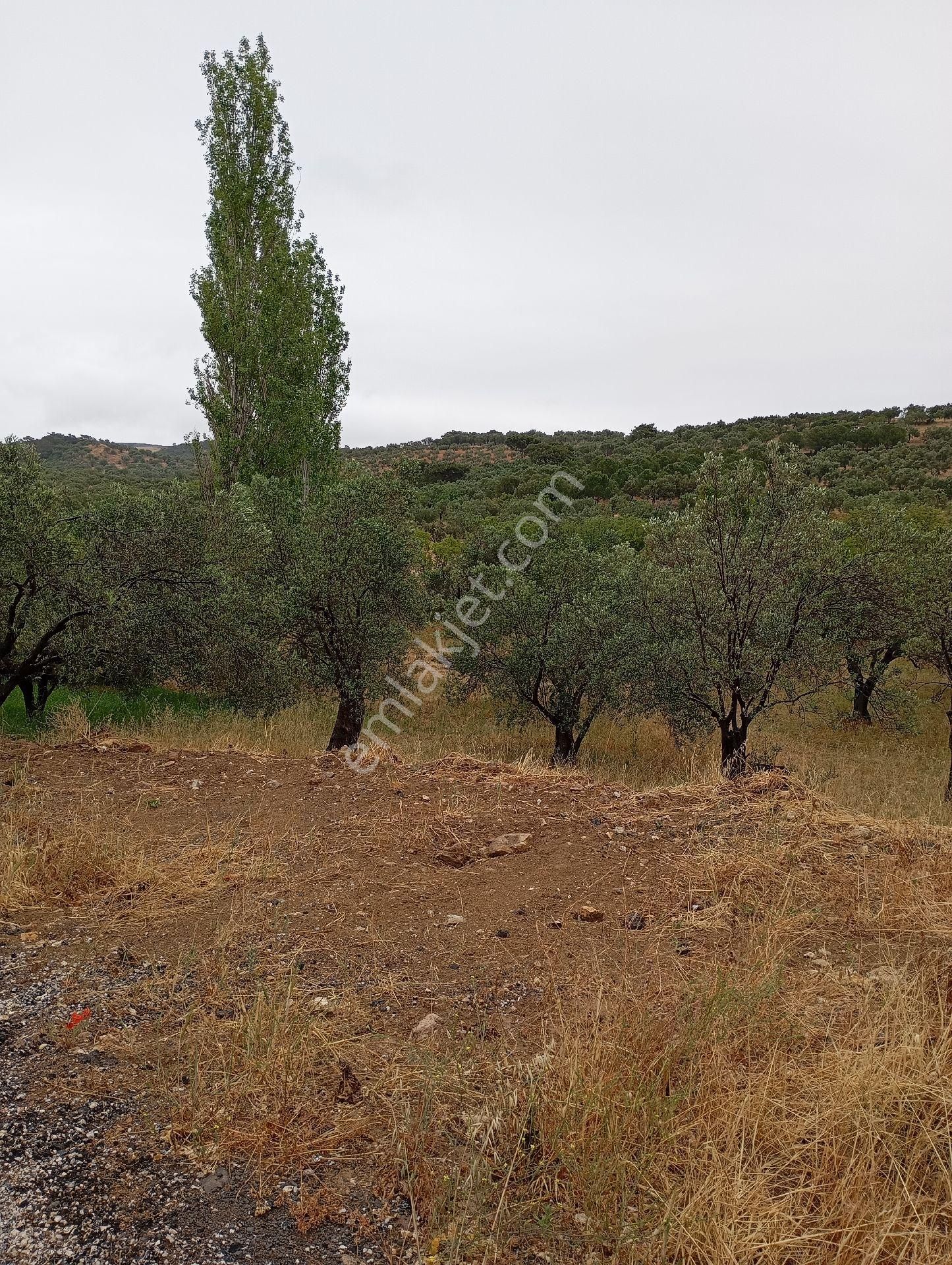 Elit Emlak'tan Satılık Aliağa Yenişakranda Zeytinlik - Görsel 8