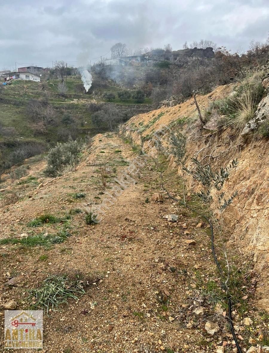 Antika Gayrimenkulden Cevizalan Mah. 2058 M² Satılık Zeytinlik - Görsel 11