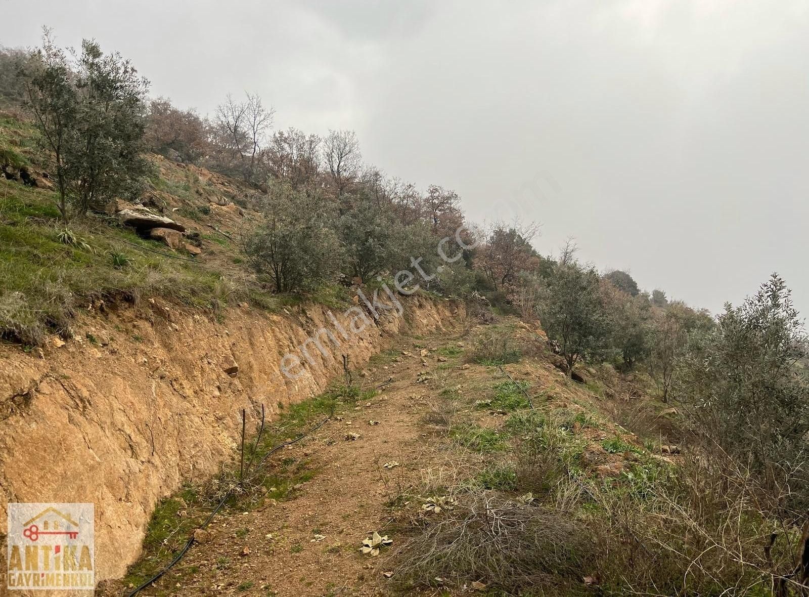 Antika Gayrimenkulden Cevizalan Mah. 2058 M² Satılık Zeytinlik - Görsel 9