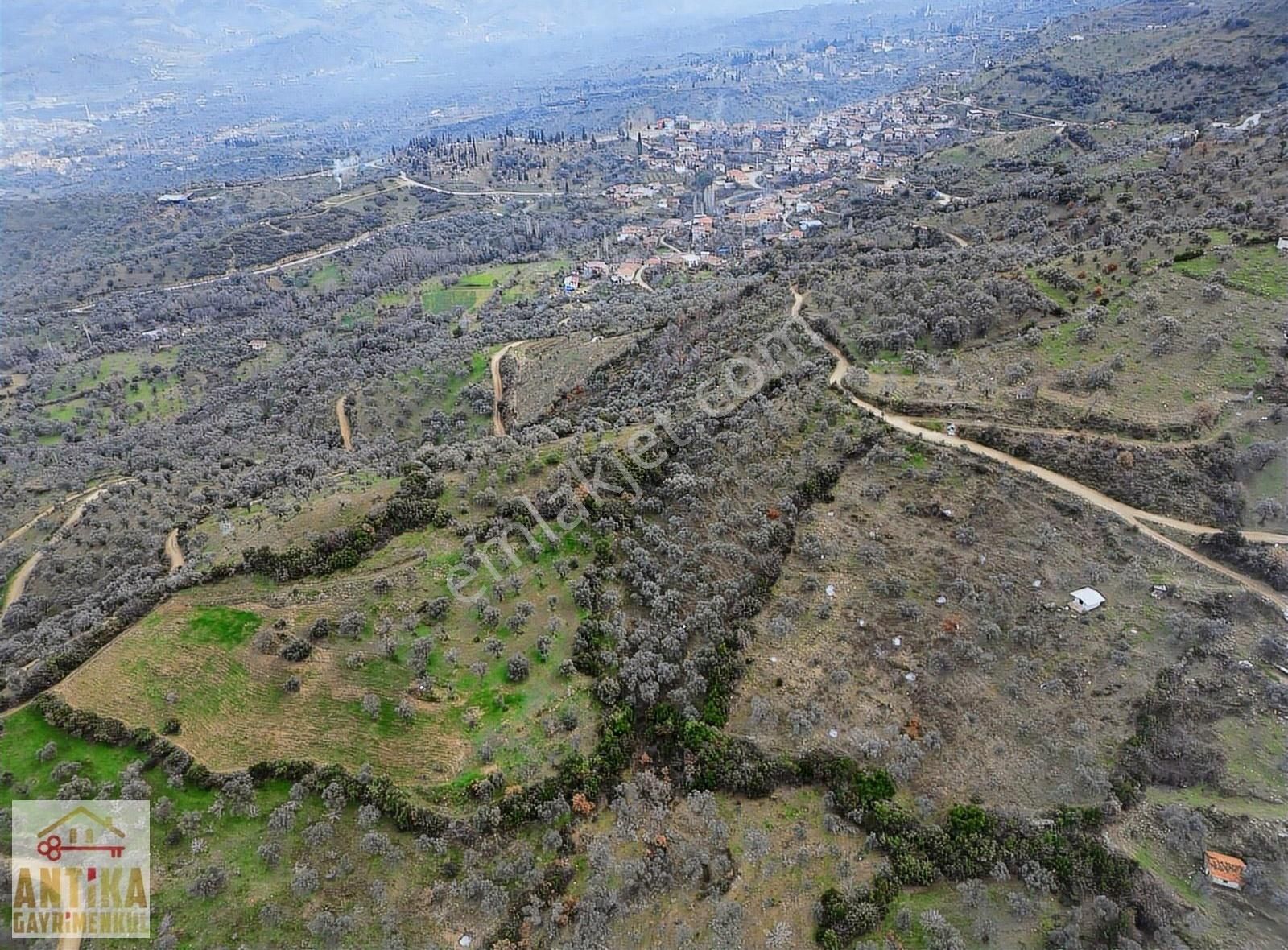 Antika Gayrimenkulden Beydağ Mahallesinde Satılık Zeytinlik - Görsel 5