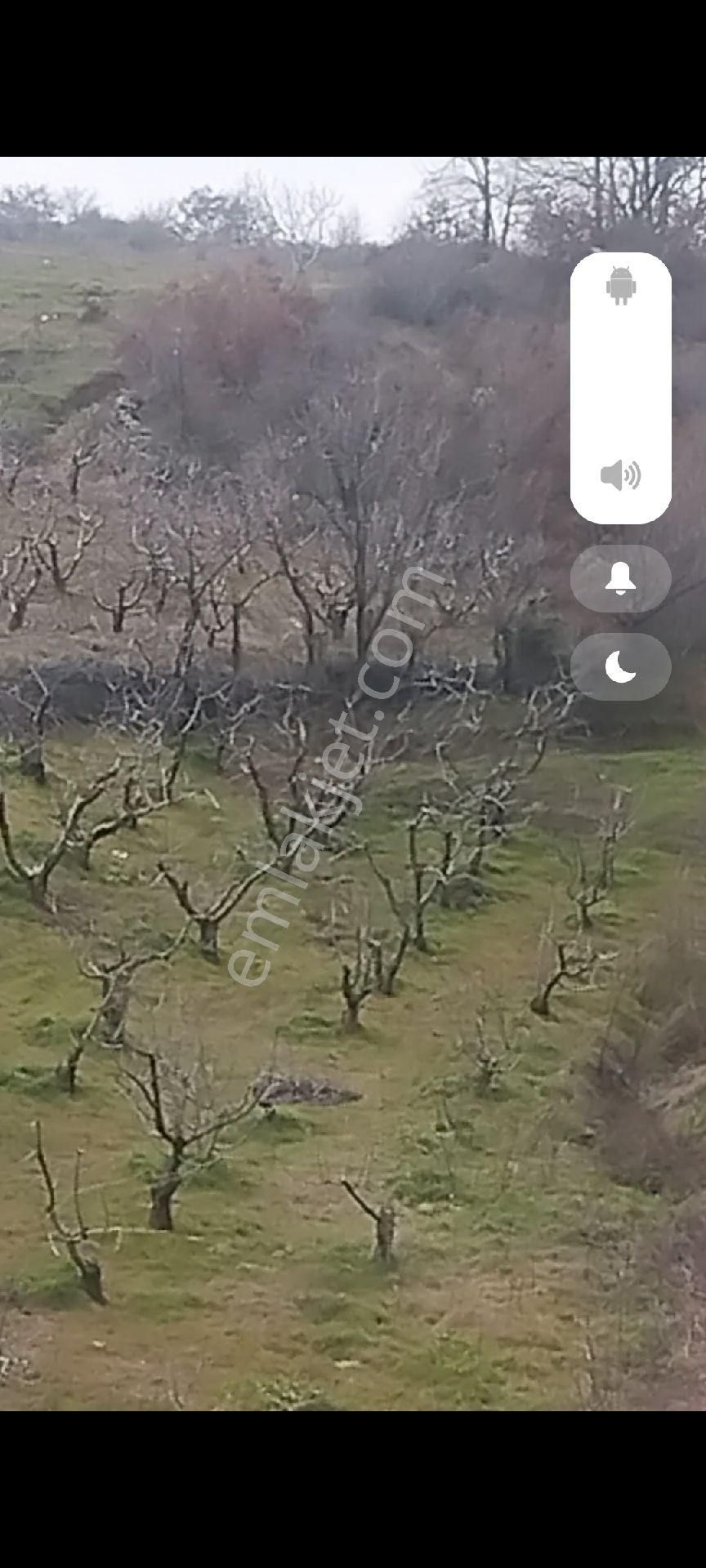 Bayındır Osmanlar Köyünde Satılık Kiraz Bahçesi - Görsel 5