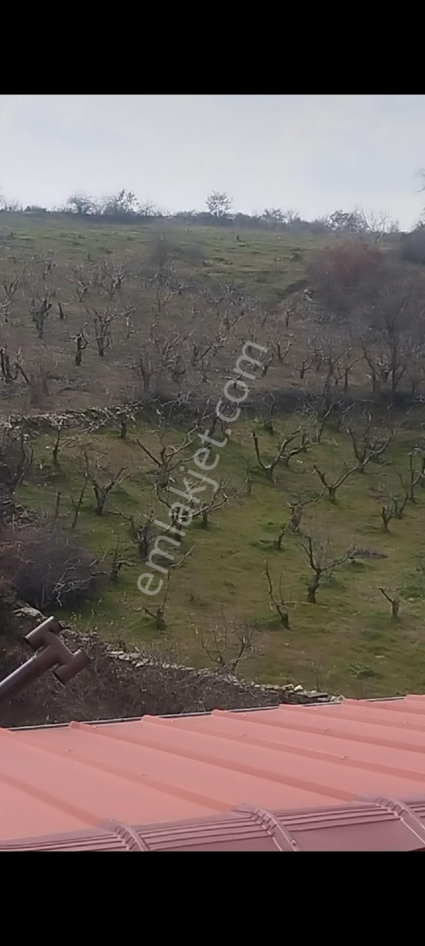 Bayındır Osmanlar Köyünde Satılık Kiraz Bahçesi - Görsel 3
