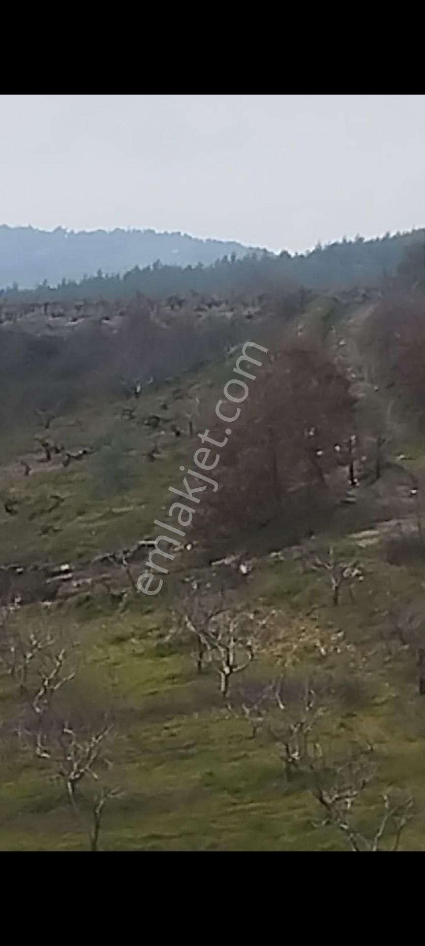 Bayındır Osmanlar Köyünde Satılık Kiraz Bahçesi - Görsel 6