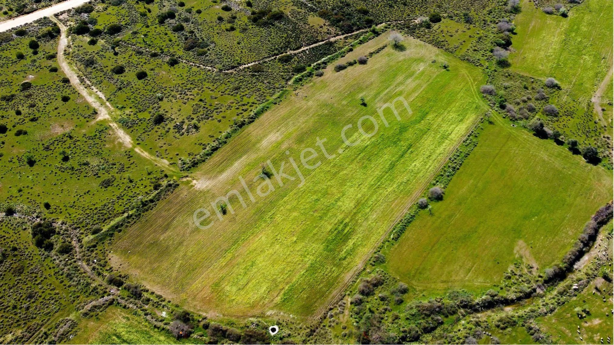 Zeytin Eli Alaşarda 10880 Mt Kare - Görsel 2