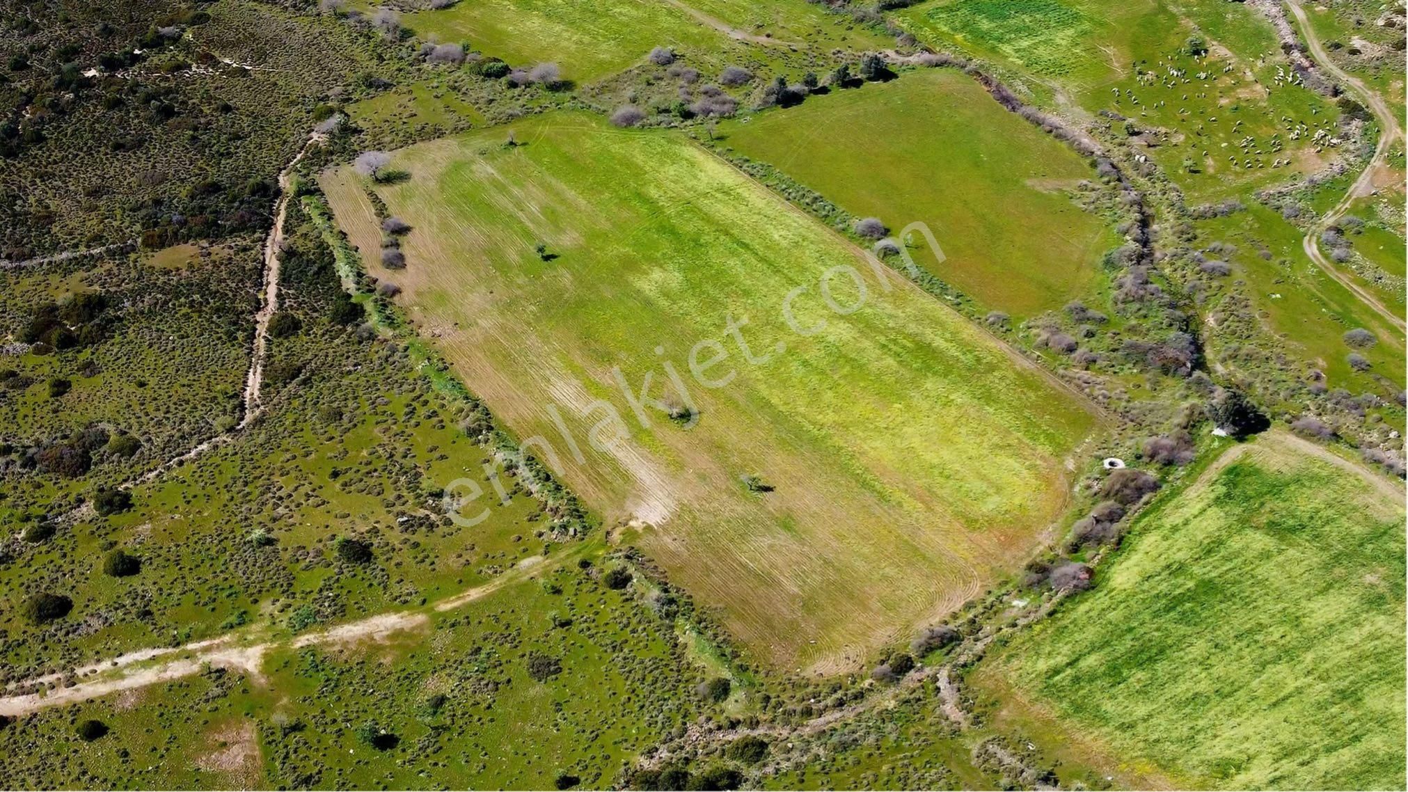 Zeytin Eli Alaşarda 10880 Mt Kare - Görsel 3