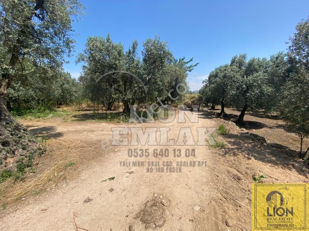 🟨⬛lıon Emlak'tan Erdek Belkıs Mahallesi Kadastro Yoluna Cephe 1375m² Satılık Zeytinlik⬛🟨 - Görsel 10