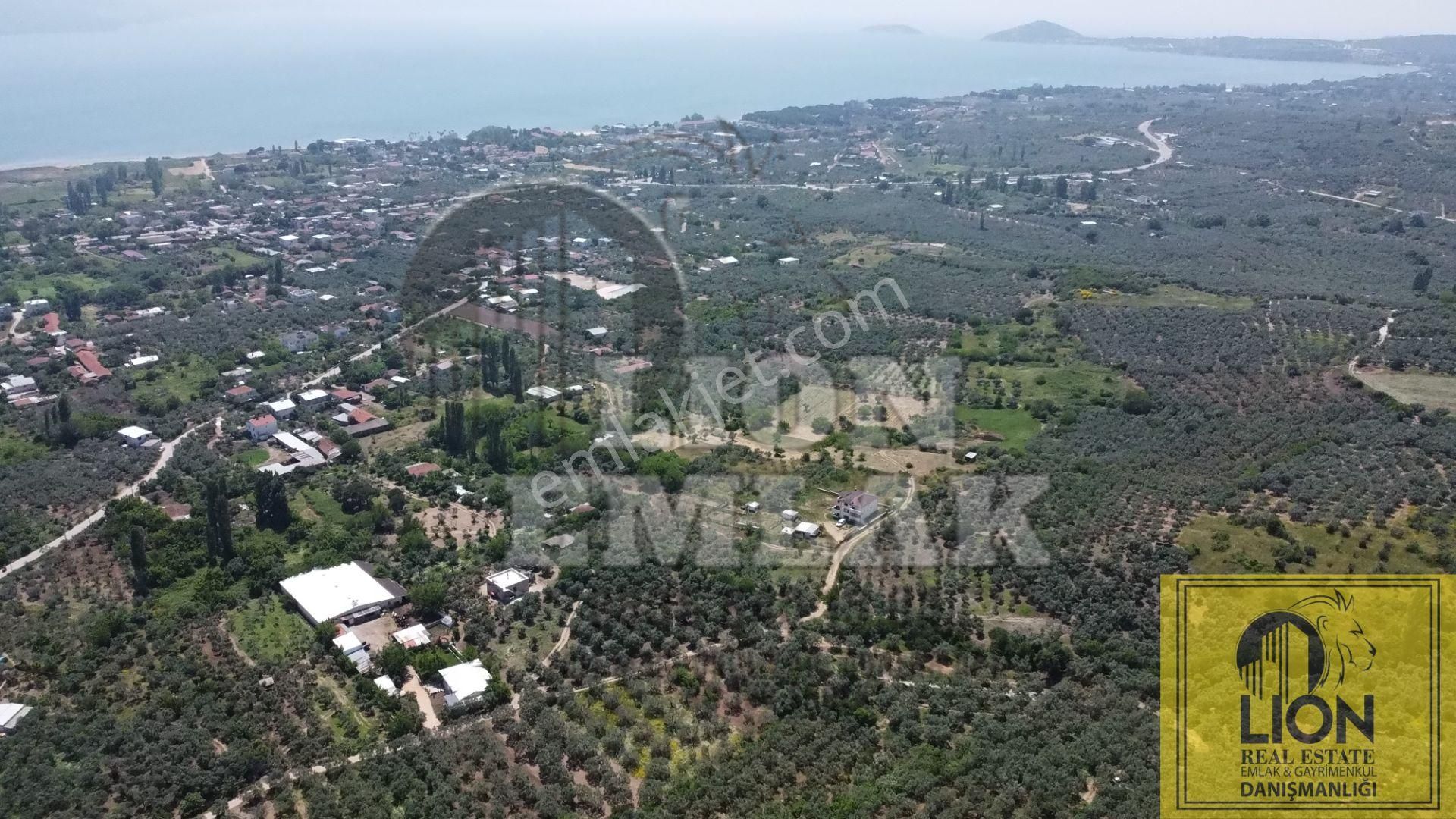 🟨⬛lıon Emlak'tan Erdek Belkıs Mahallesi Kadastro Yoluna Cephe 1375m² Satılık Zeytinlik⬛🟨 - Görsel 7