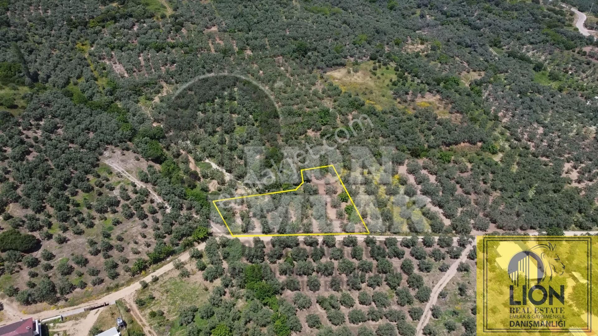 🟨⬛lıon Emlak'tan Erdek Belkıs Mahallesi Kadastro Yoluna Cephe 1375m² Satılık Zeytinlik⬛🟨 - Görsel 4