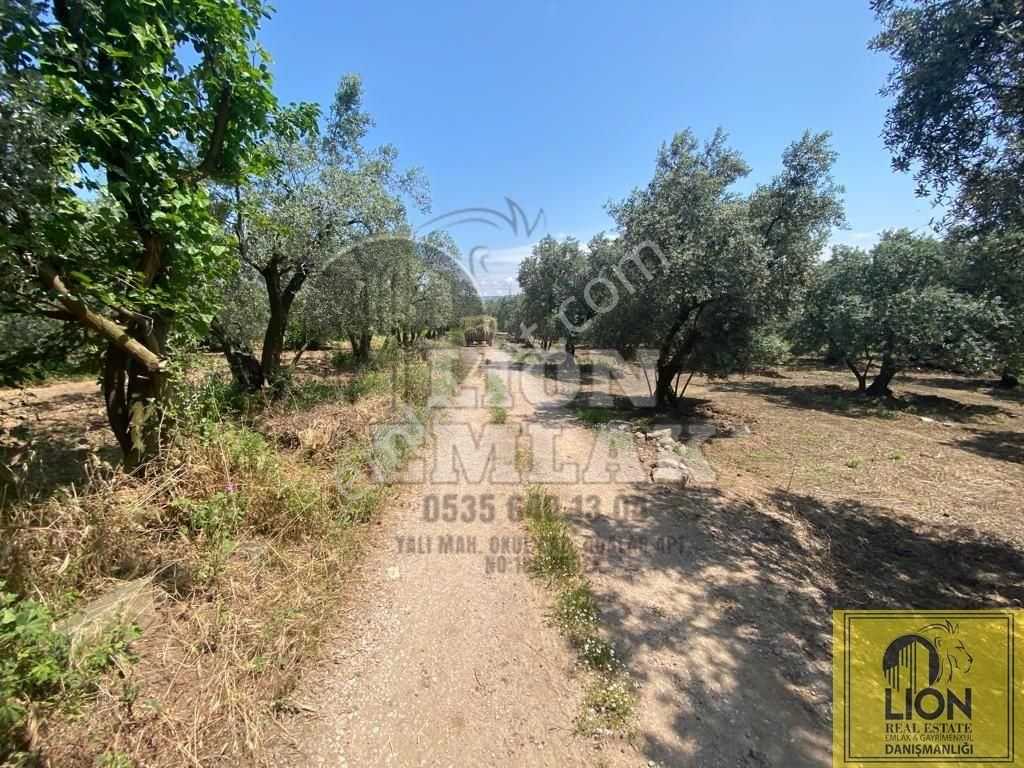 🟨⬛lıon Emlak'tan Erdek Belkıs Mahallesi Kadastro Yoluna Cephe 1375m² Satılık Zeytinlik⬛🟨 - Görsel 12