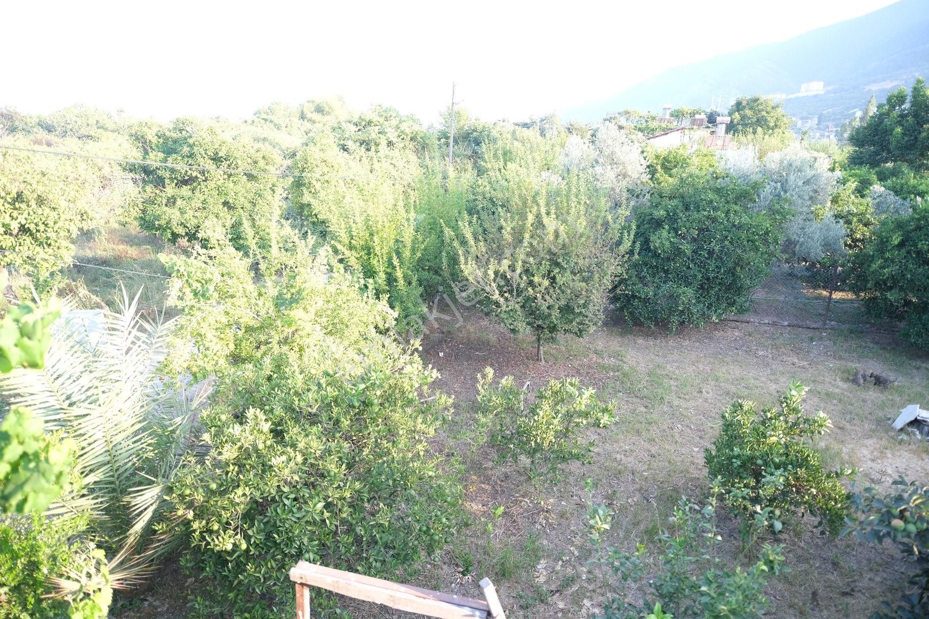 Portakal Bahçeleri İçinde Keyifli Bir Yaşam - Görsel 14