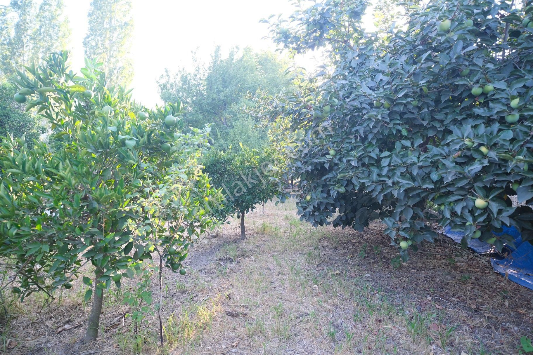 Portakal Bahçeleri İçinde Keyifli Bir Yaşam - Görsel 8