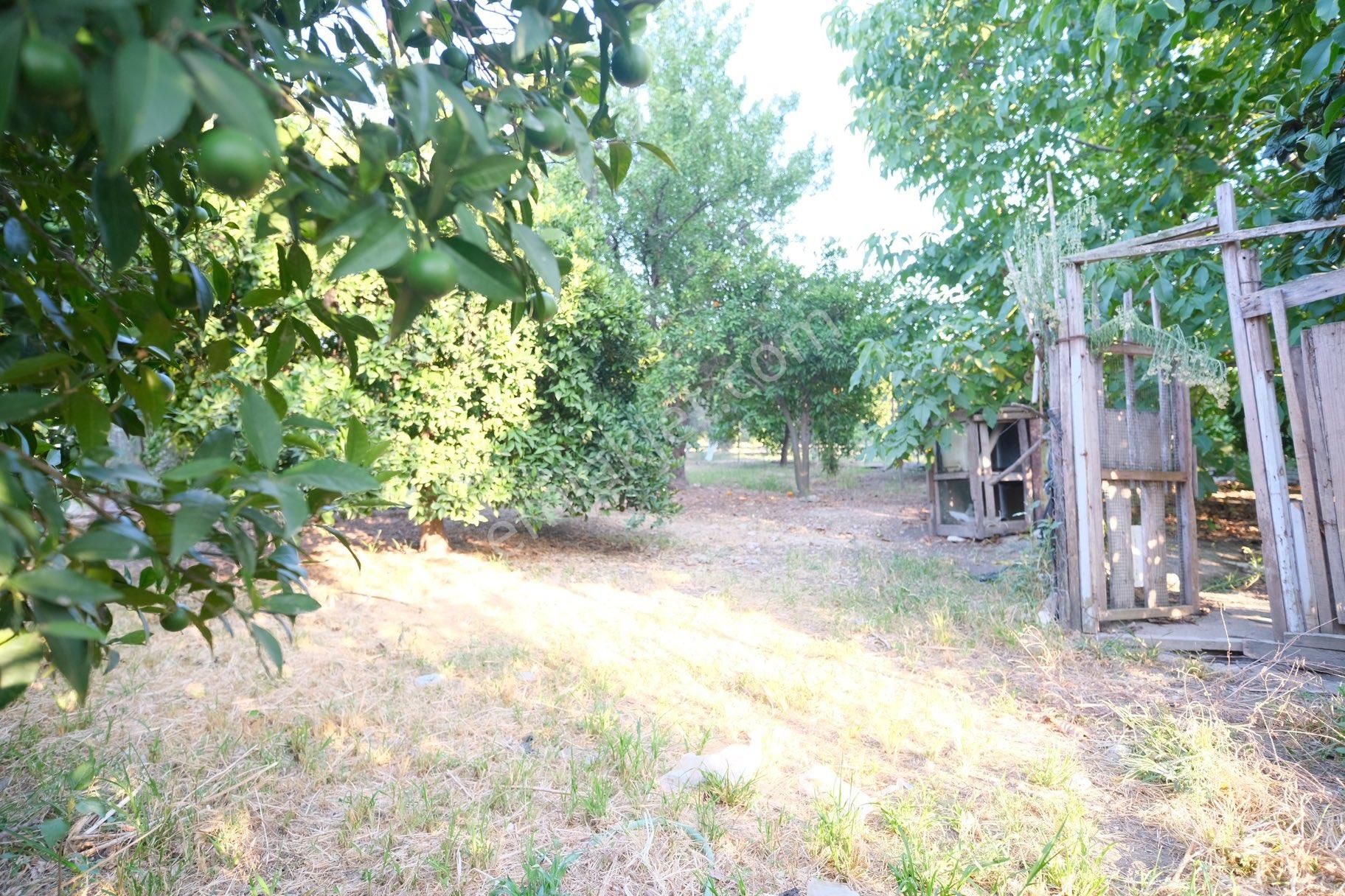 Portakal Bahçeleri İçinde Keyifli Bir Yaşam - Görsel 10