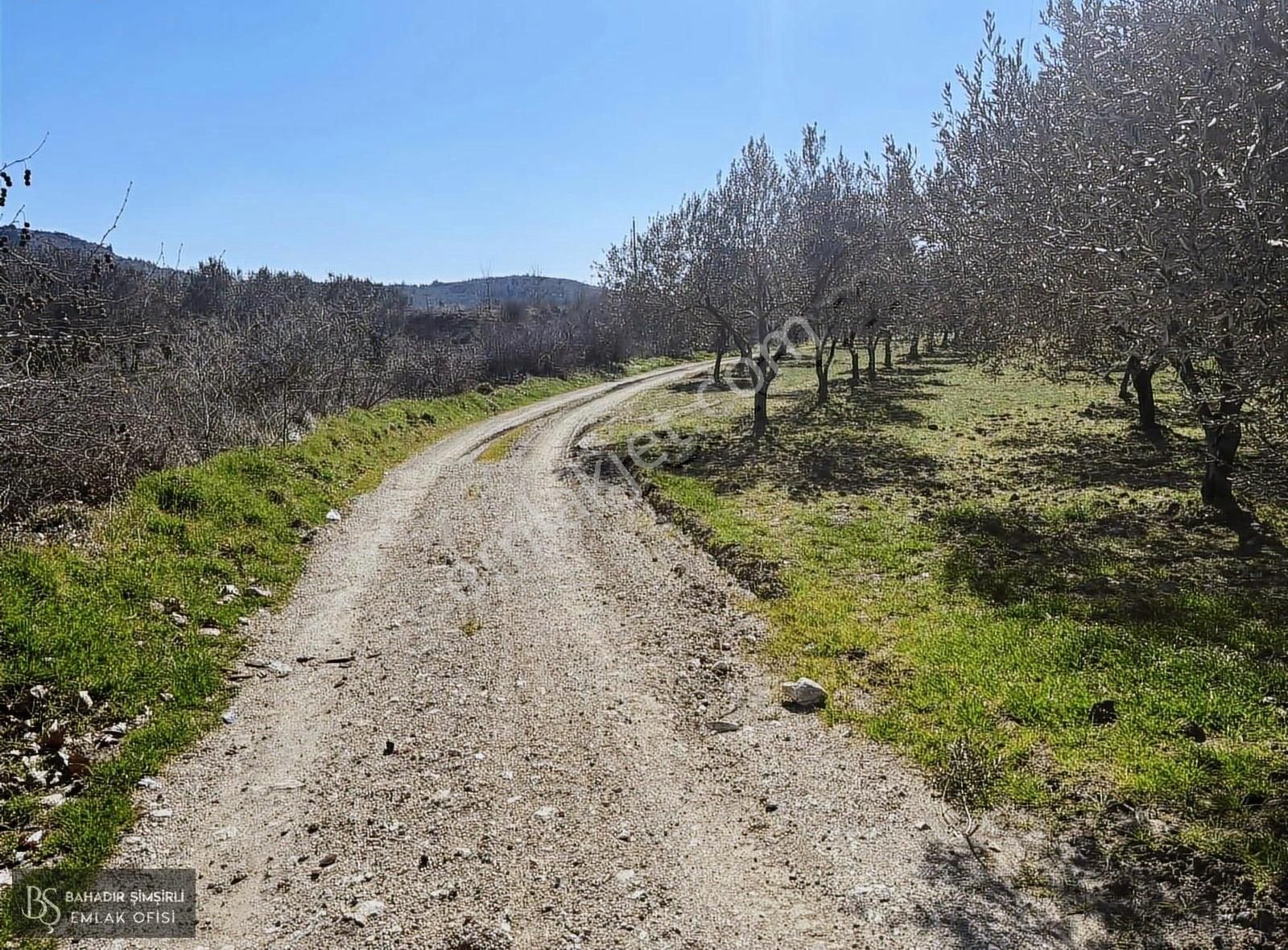Bş'den Gelenbede Asvalta 100 Metre Bakımlı 285 Ağaç Zeytinlik