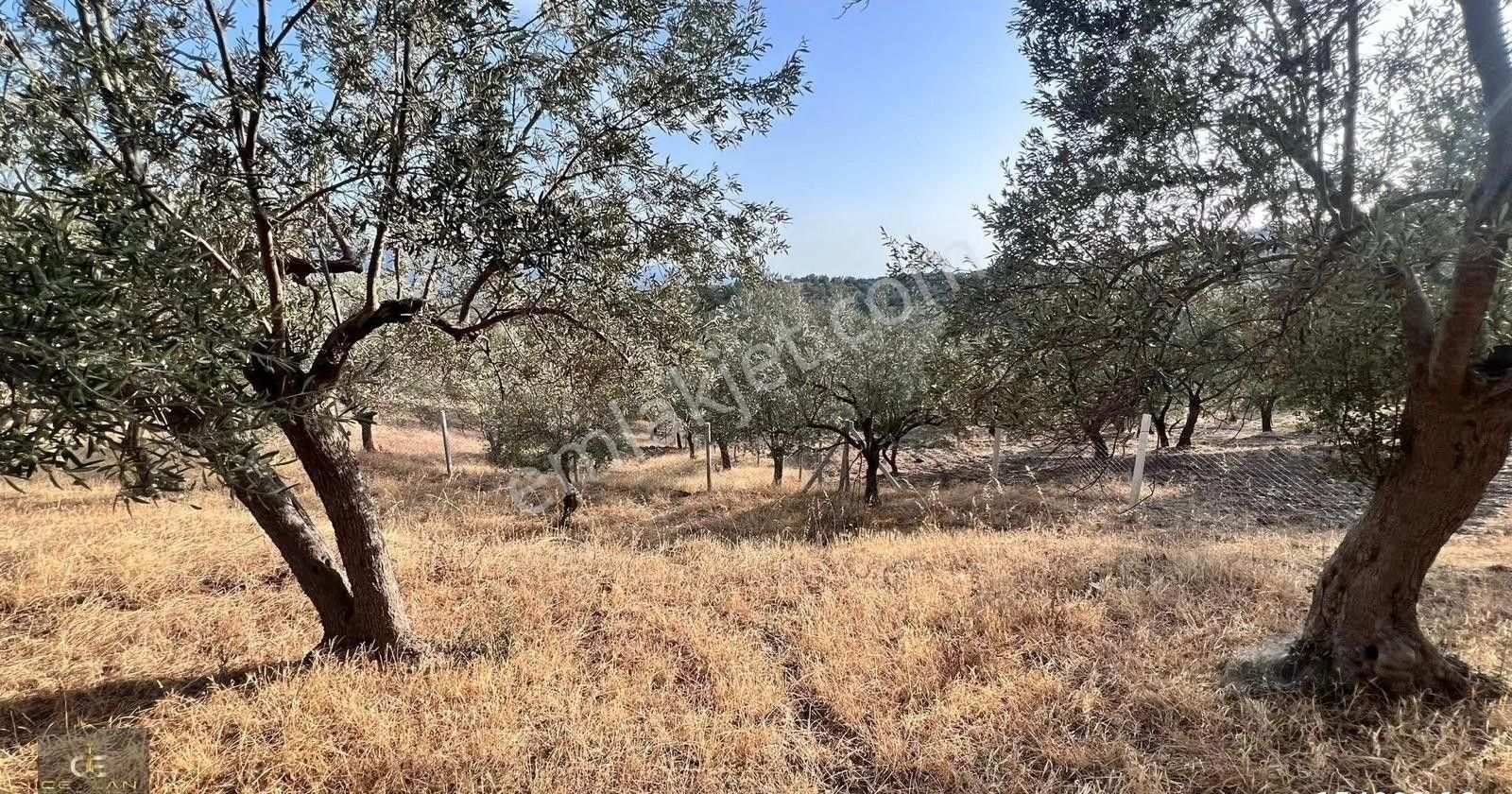 Tek Yetkili! Acil Satılık Zeytinlik - Görsel 15