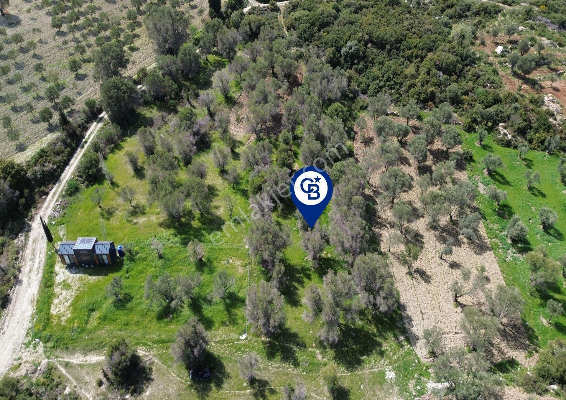 Karaburun Kösedere Mahallesi'nde 1675 M2 Zeytin Ağaçlı Tarla - Görsel 13