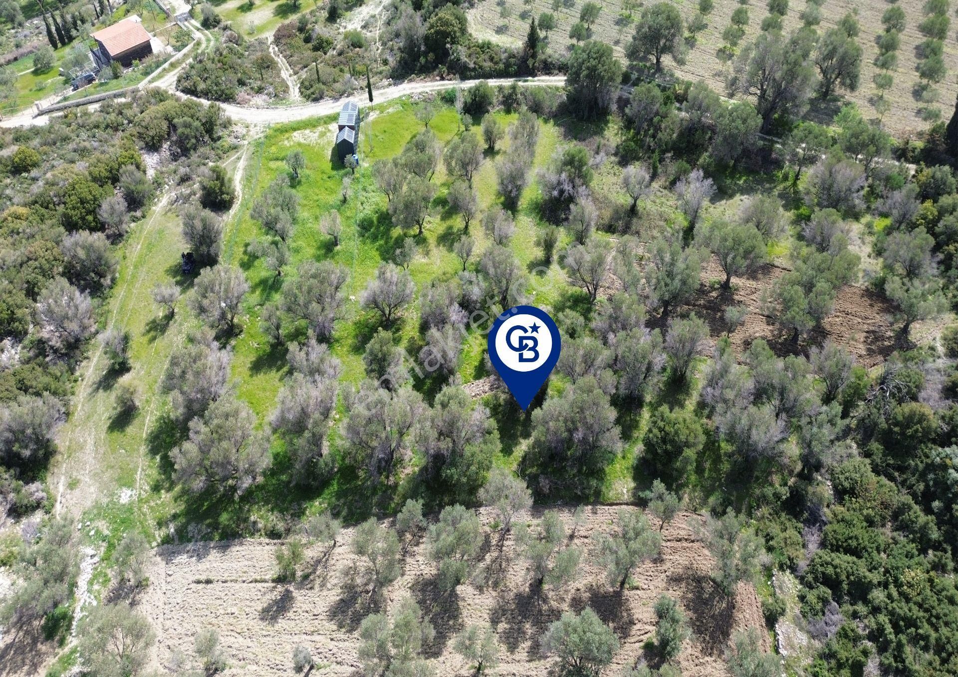 Karaburun Kösedere Mahallesi'nde 1675 M2 Zeytin Ağaçlı Tarla - Görsel 16