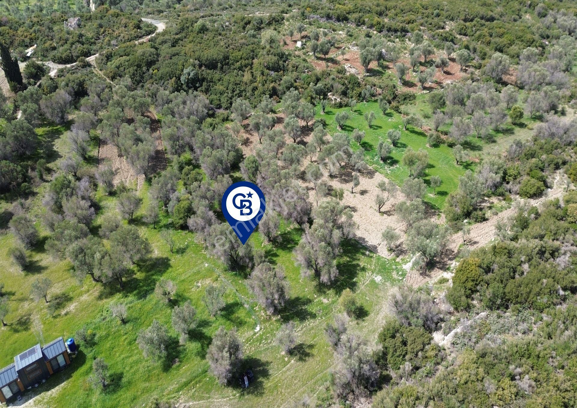 Karaburun Kösedere Mahallesi'nde 1675 M2 Zeytin Ağaçlı Tarla - Görsel 9