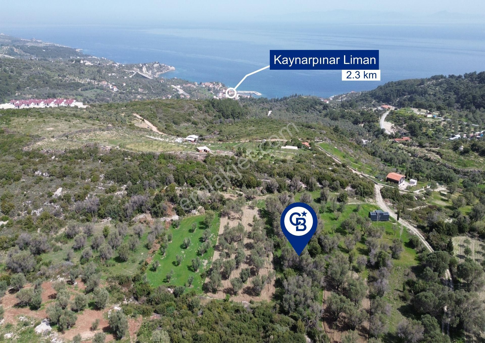 Karaburun Kösedere Mahallesi'nde 1675 M2 Zeytin Ağaçlı Tarla - Görsel 5