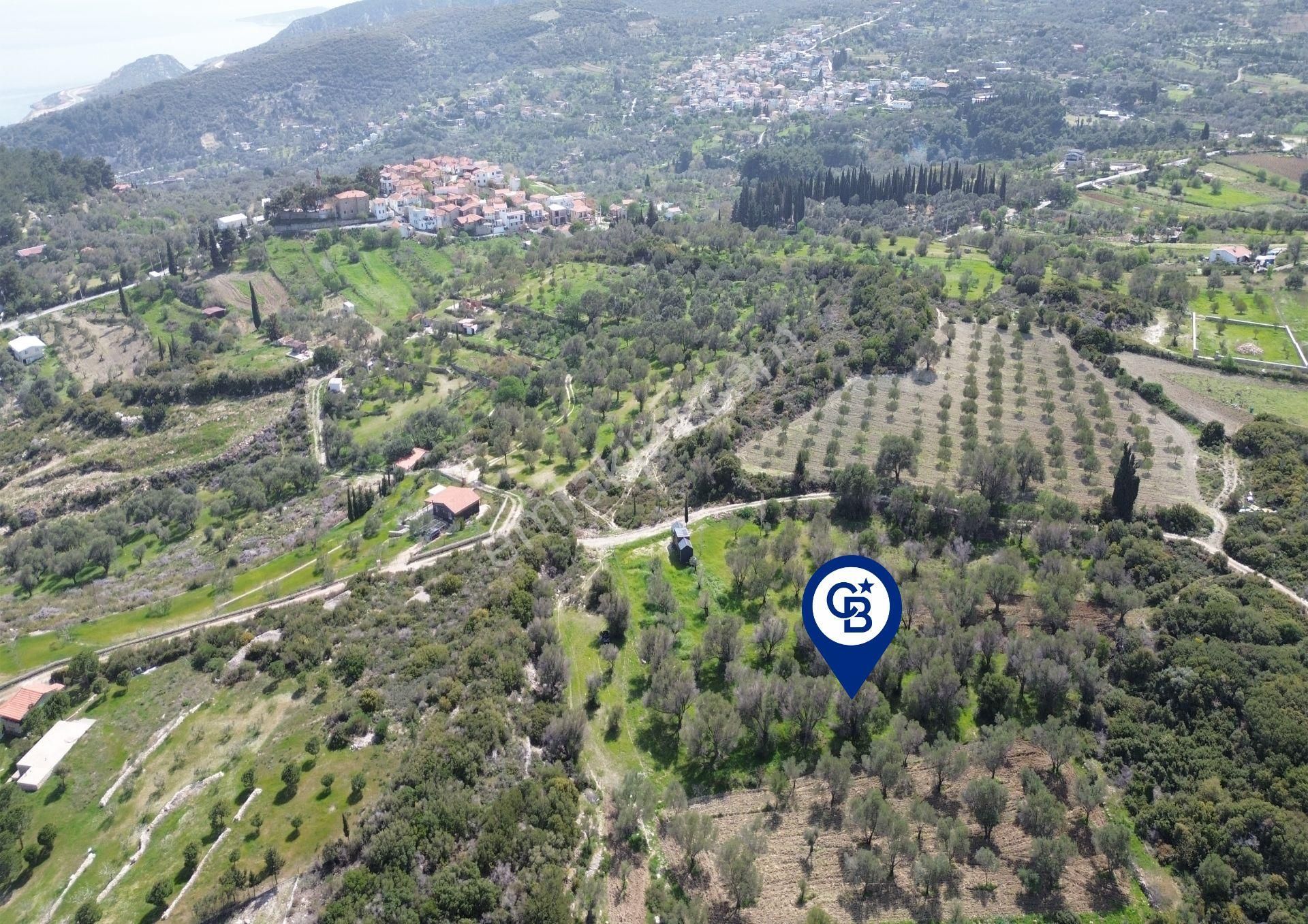 Karaburun Kösedere Mahallesi'nde 1675 M2 Zeytin Ağaçlı Tarla - Görsel 18