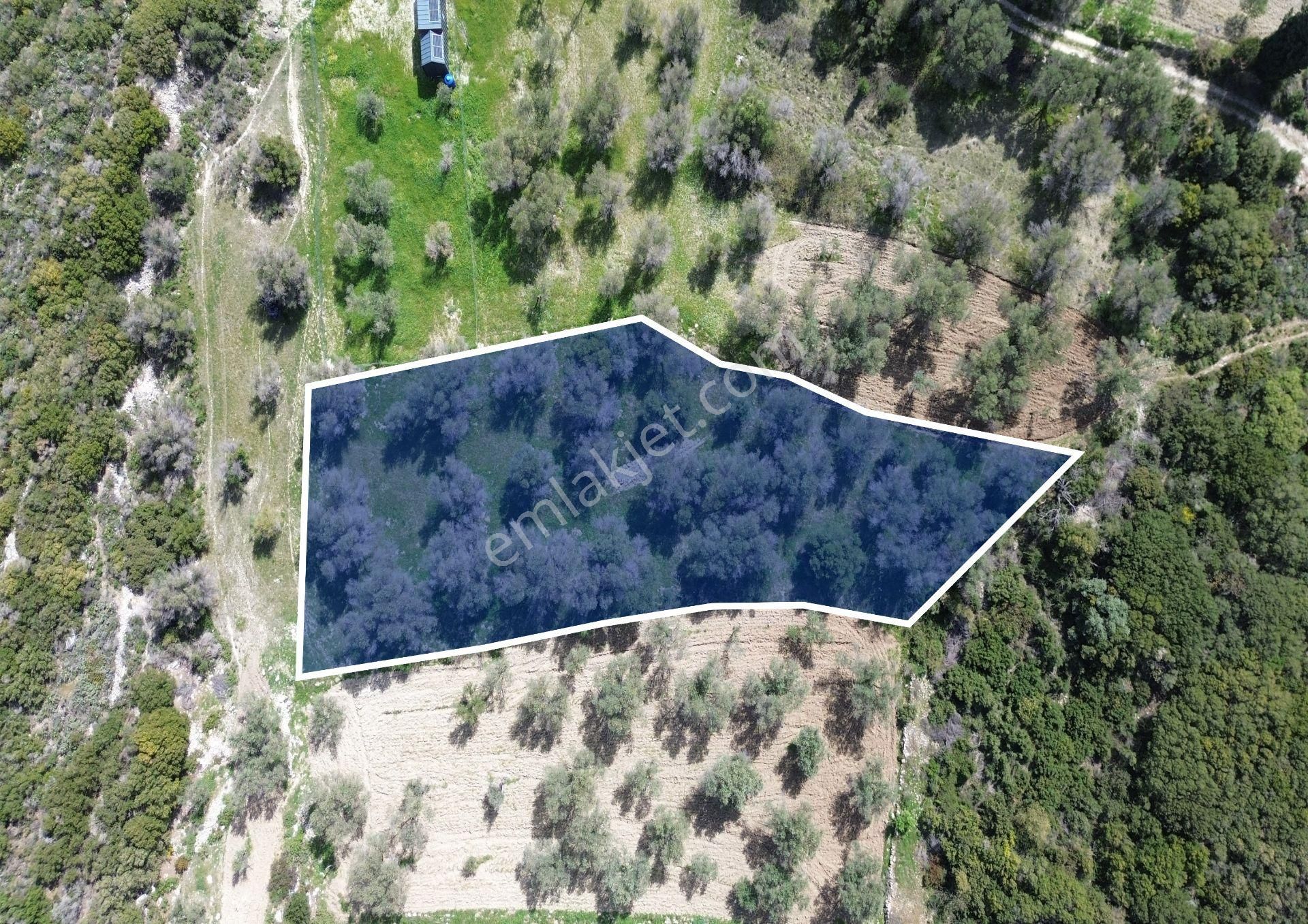 Karaburun Kösedere Mahallesi'nde 1675 M2 Zeytin Ağaçlı Tarla - Görsel 15