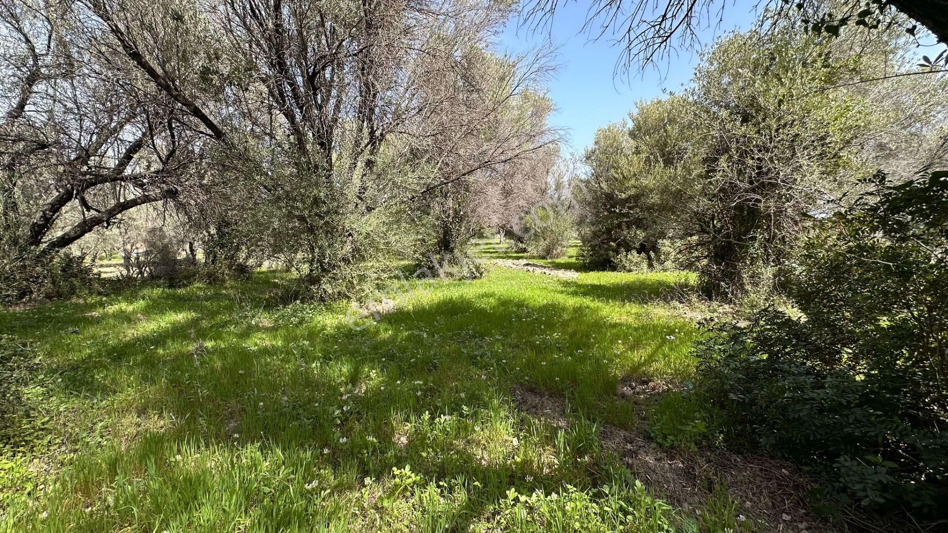Karaburun Kösedere Mahallesi'nde 1675 M2 Zeytin Ağaçlı Tarla - Görsel 6