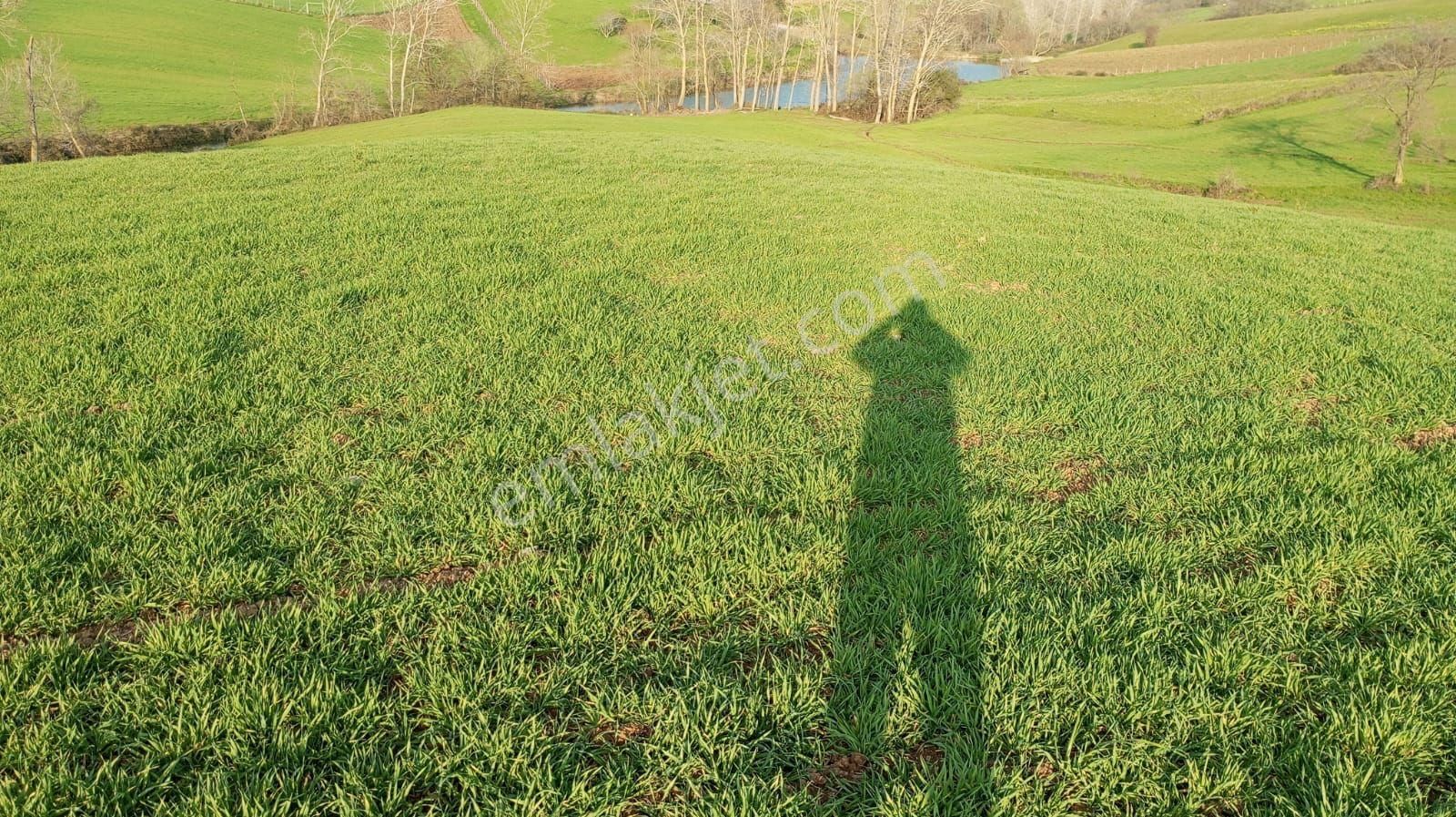 Bafra Toki Bölgesinde İmar Sınırında Yatırımlık Tarla - Görsel 3