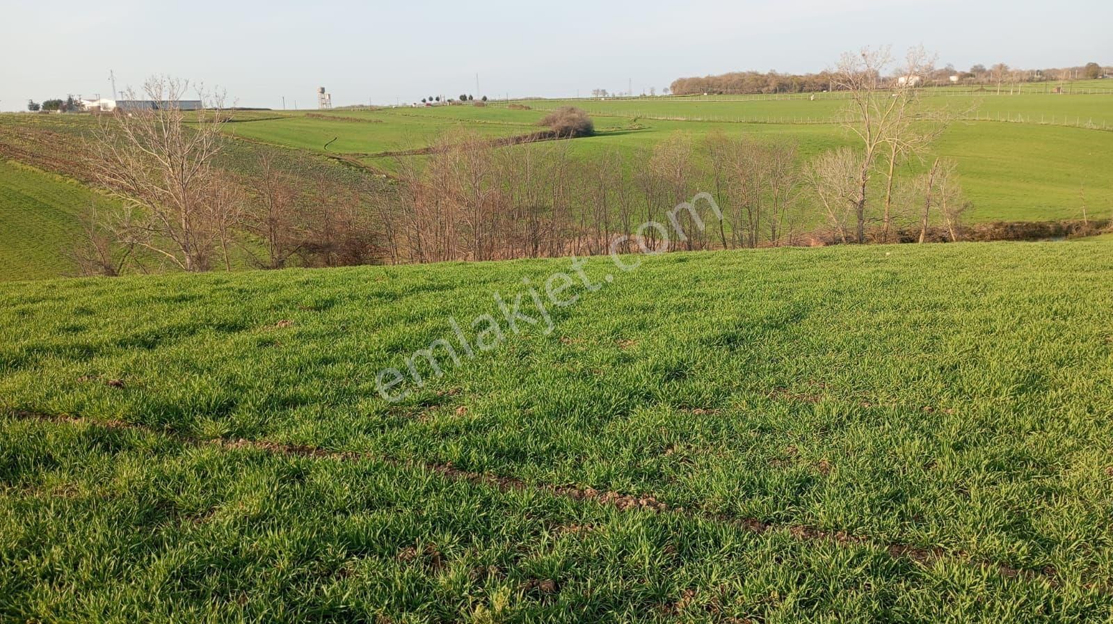 Bafra Toki Bölgesinde İmar Sınırında Yatırımlık Tarla - Görsel 4