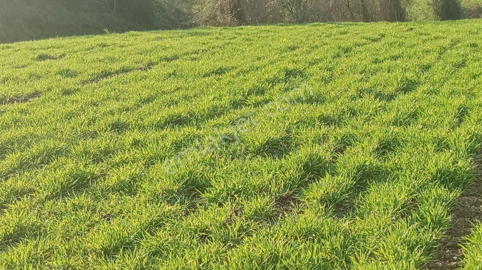 Bafra Toki Bölgesinde İmar Sınırında Yatırımlık Tarla - Görsel 6