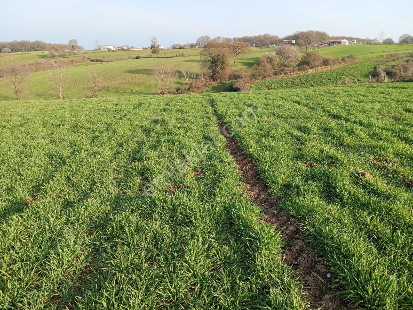 Bafra Toki Bölgesinde İmar Sınırında Yatırımlık Tarla - Görsel 2