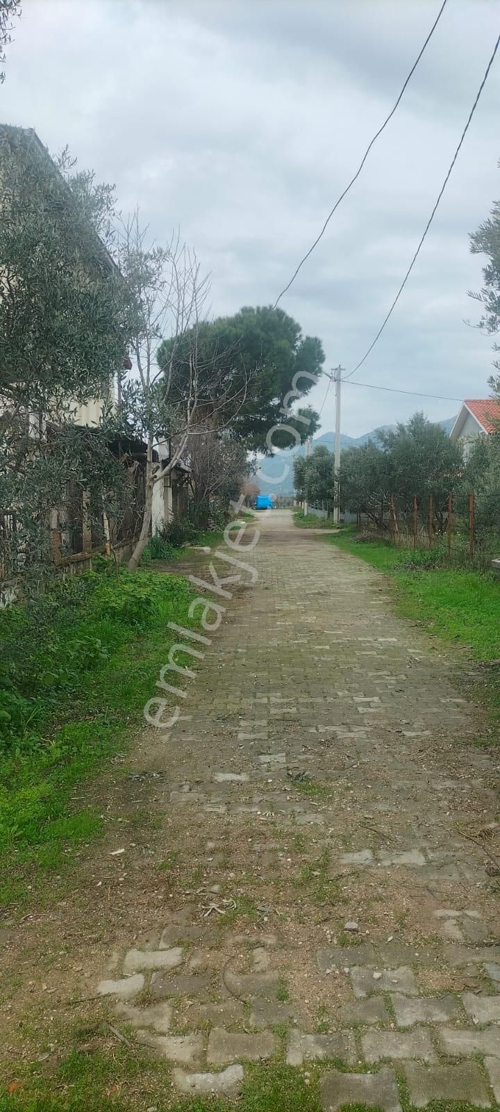 Aydın Erbeyli'de Satılık İncir Bahçesi - Görsel 5