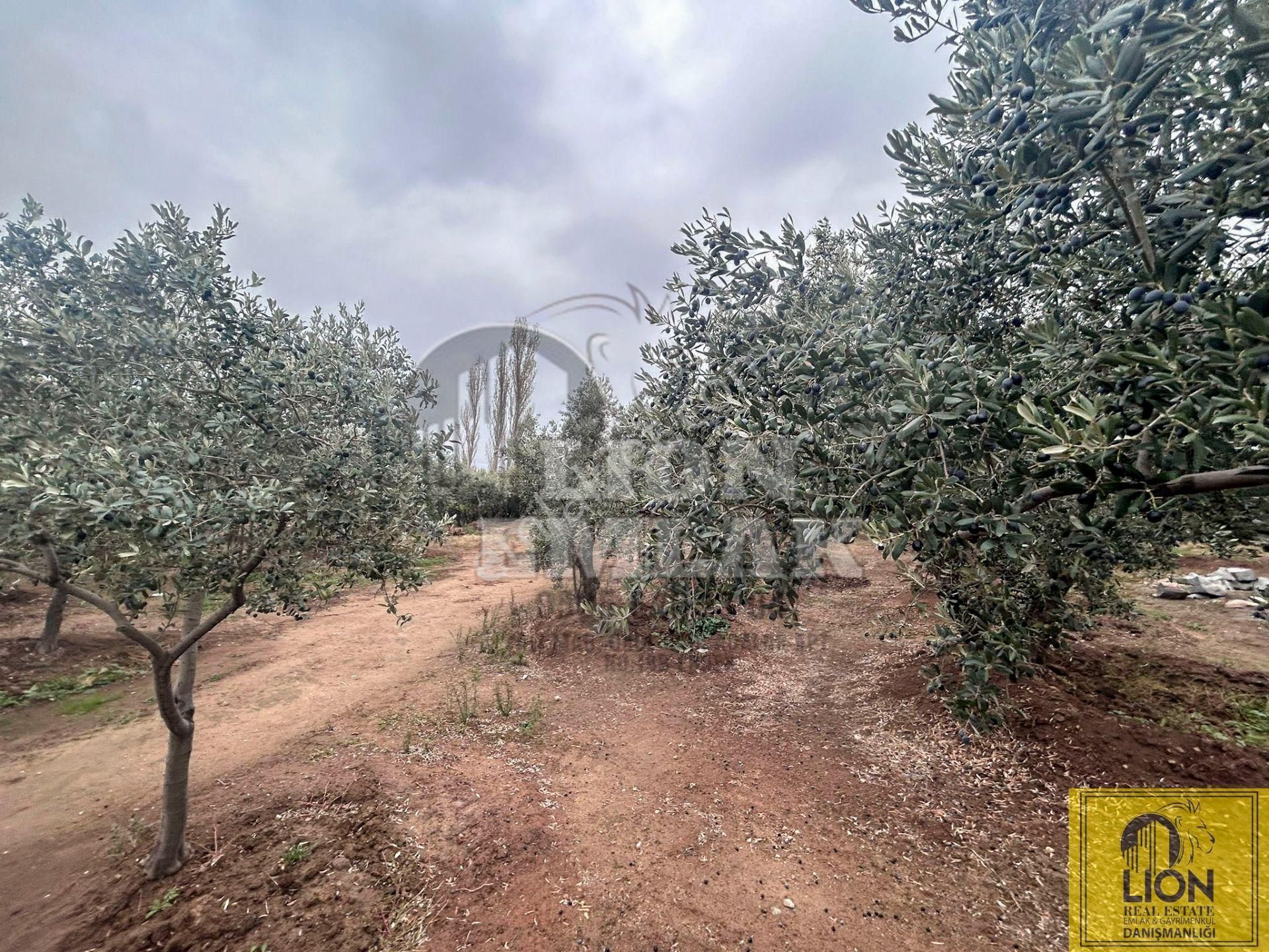 🟨⬛lıon Emlak'tan Erdek Çeltikçi Mahallesinde Kilise Sırtı Mevkiinde 4050m² Satılık Arazi⬛🟨 - Görsel 21
