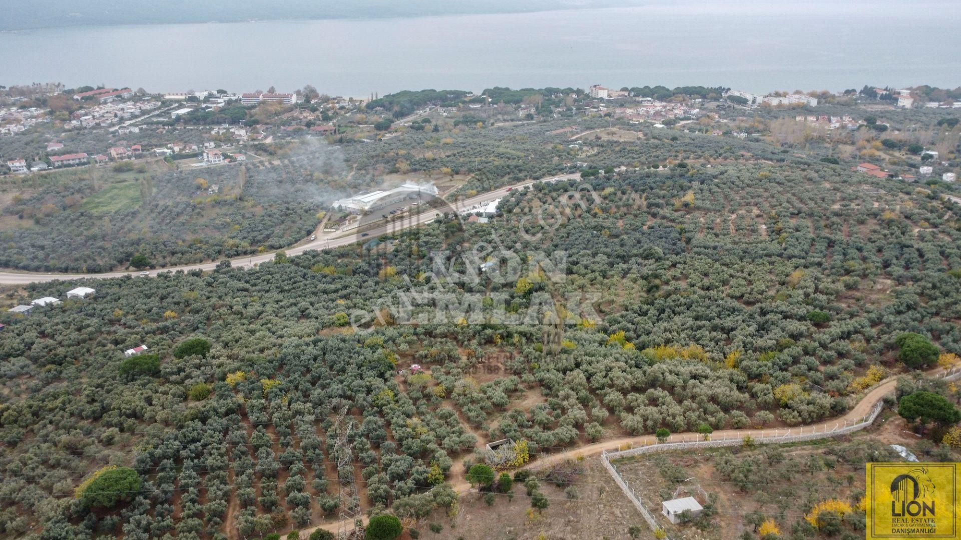 🟨⬛lıon Emlak'tan Erdek Çeltikçi Mahallesinde Kilise Sırtı Mevkiinde 4050m² Satılık Arazi⬛🟨 - Görsel 5